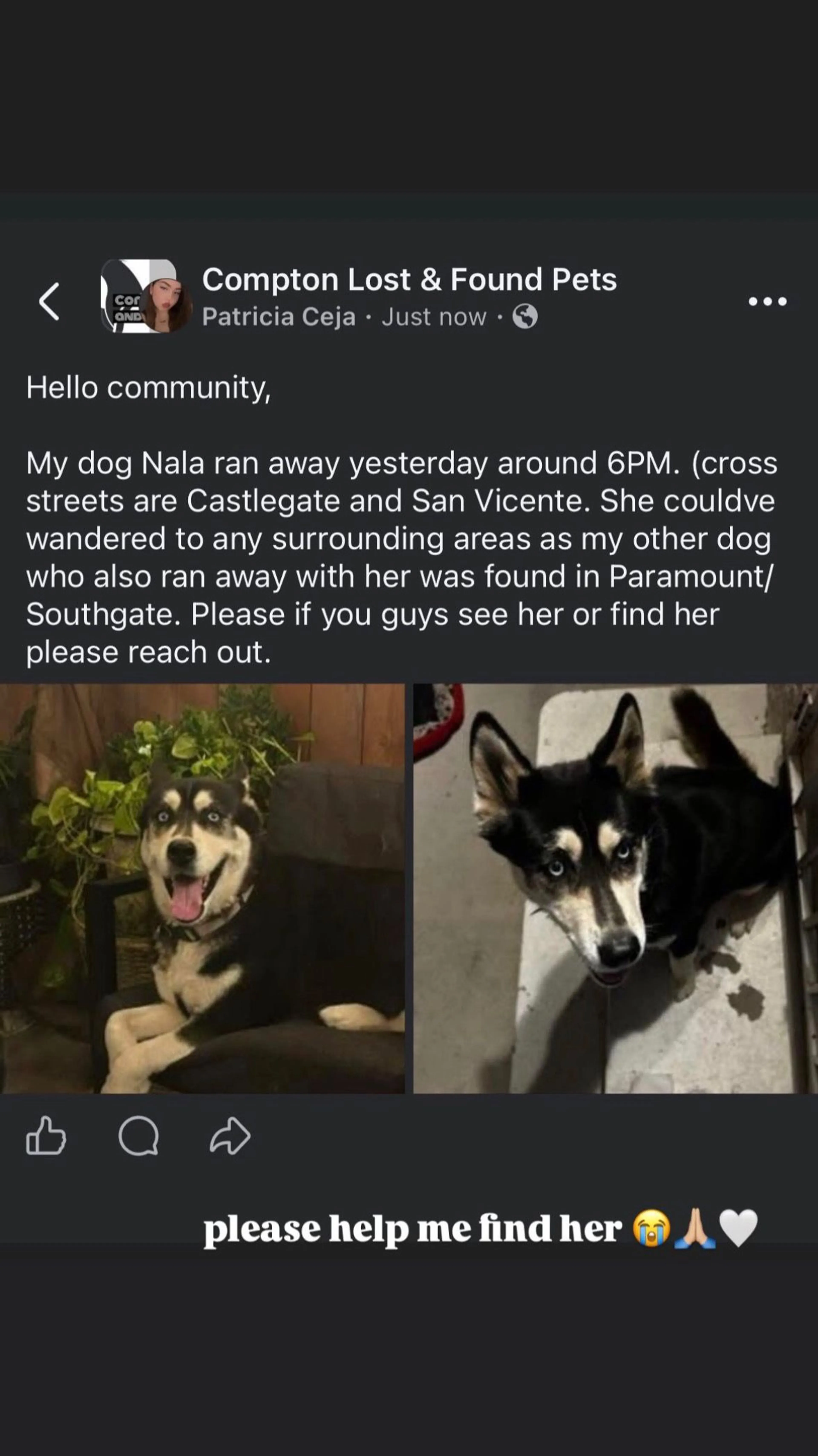 Lost pet