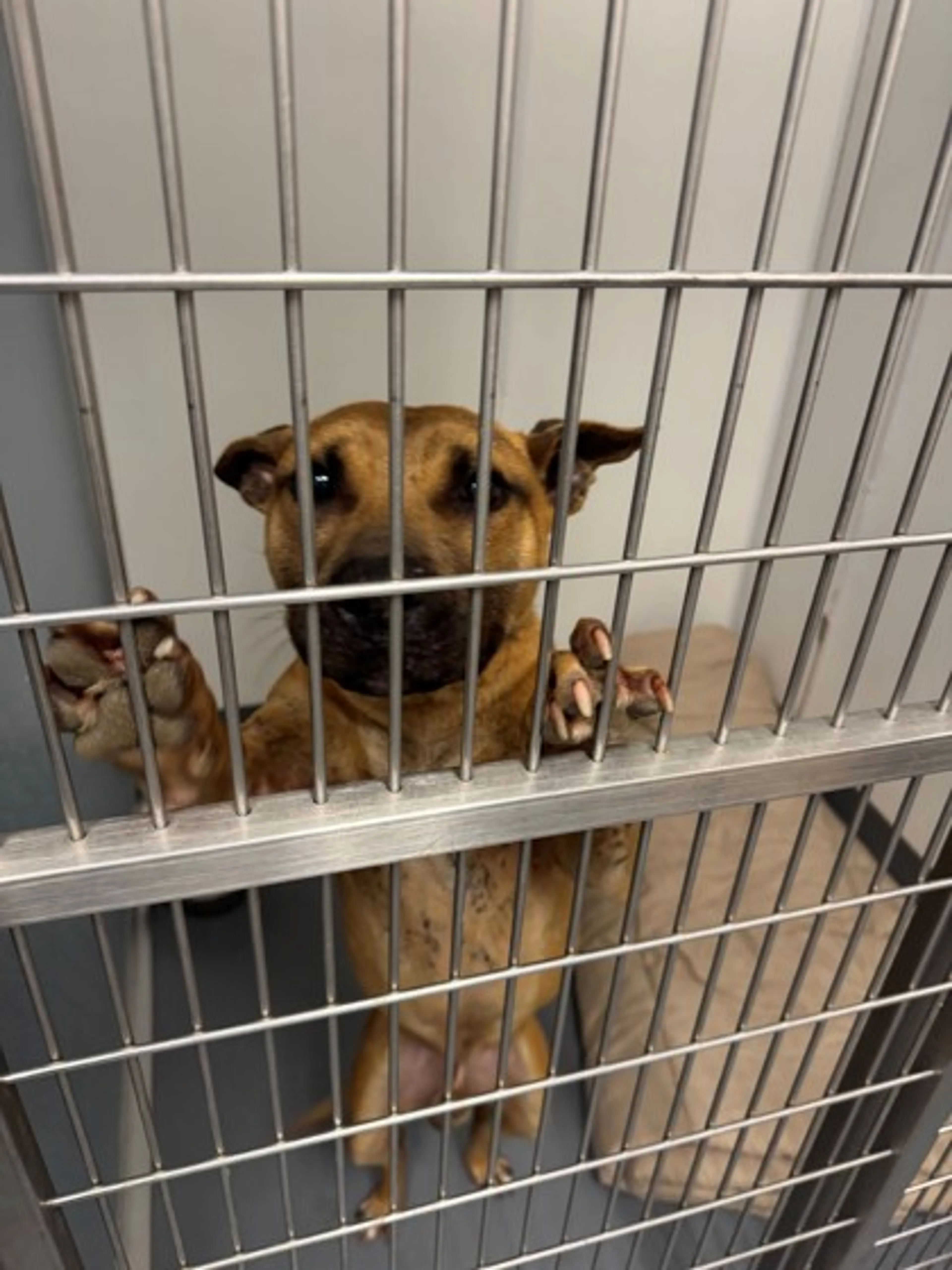 Found pet