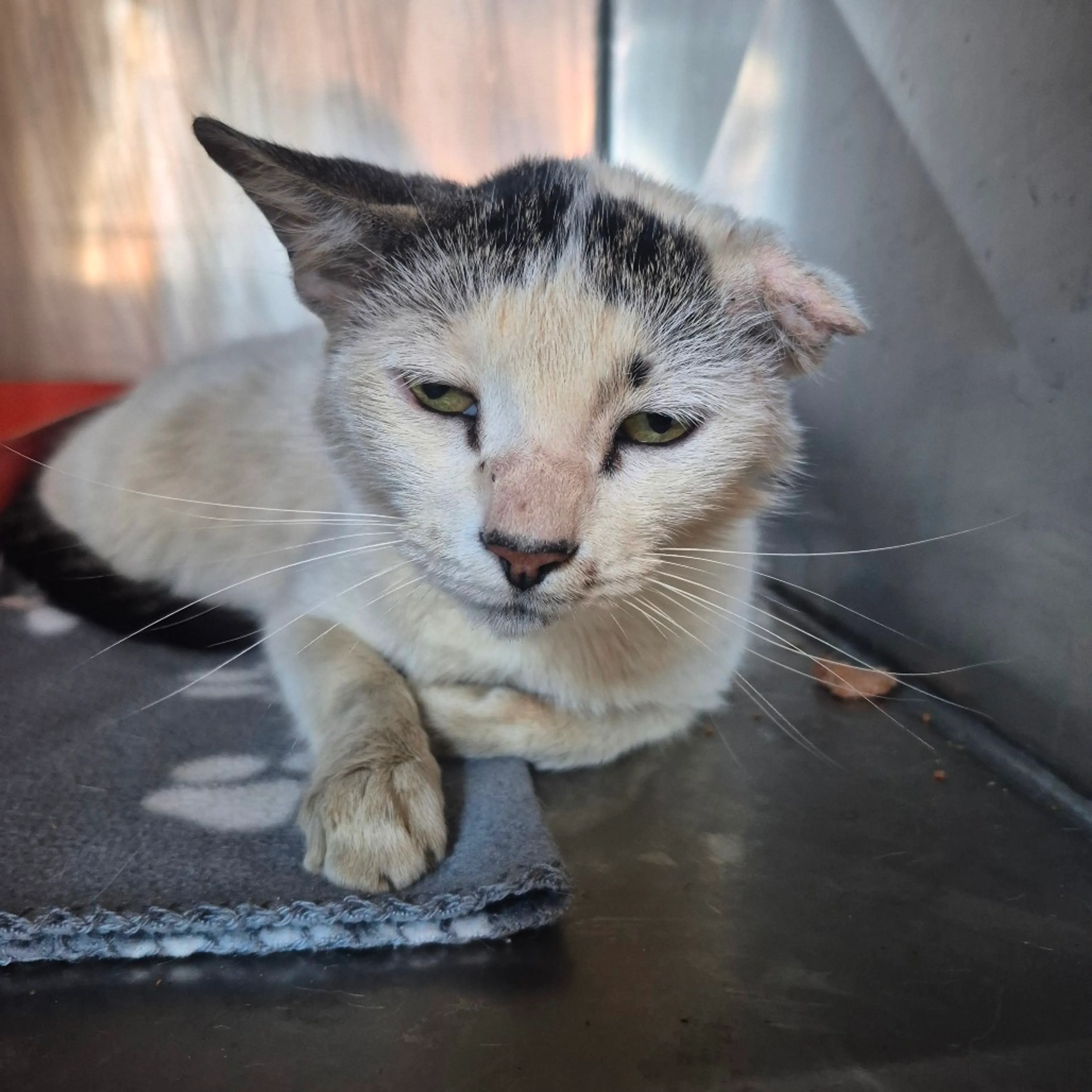 Found pet