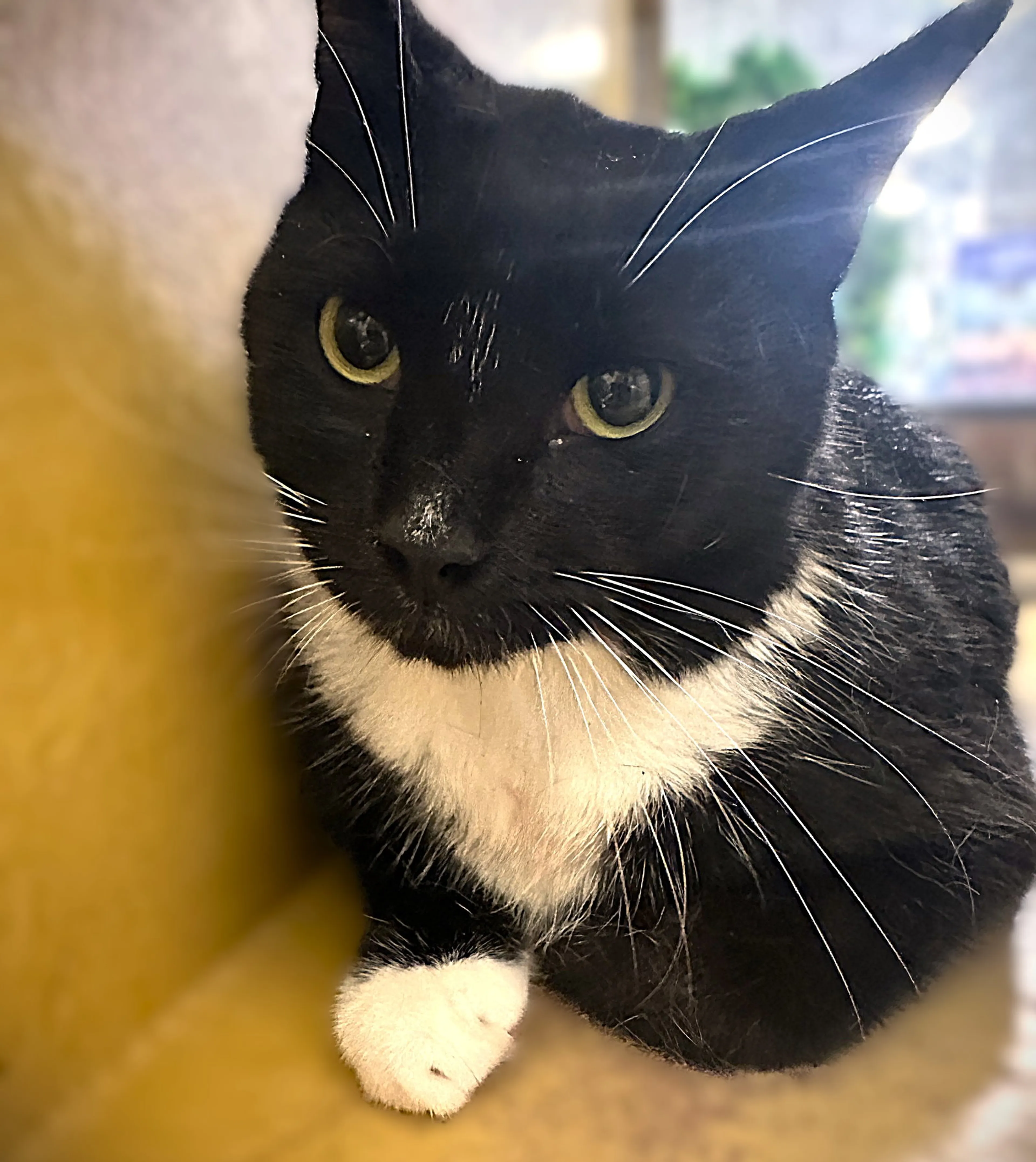 Found pet