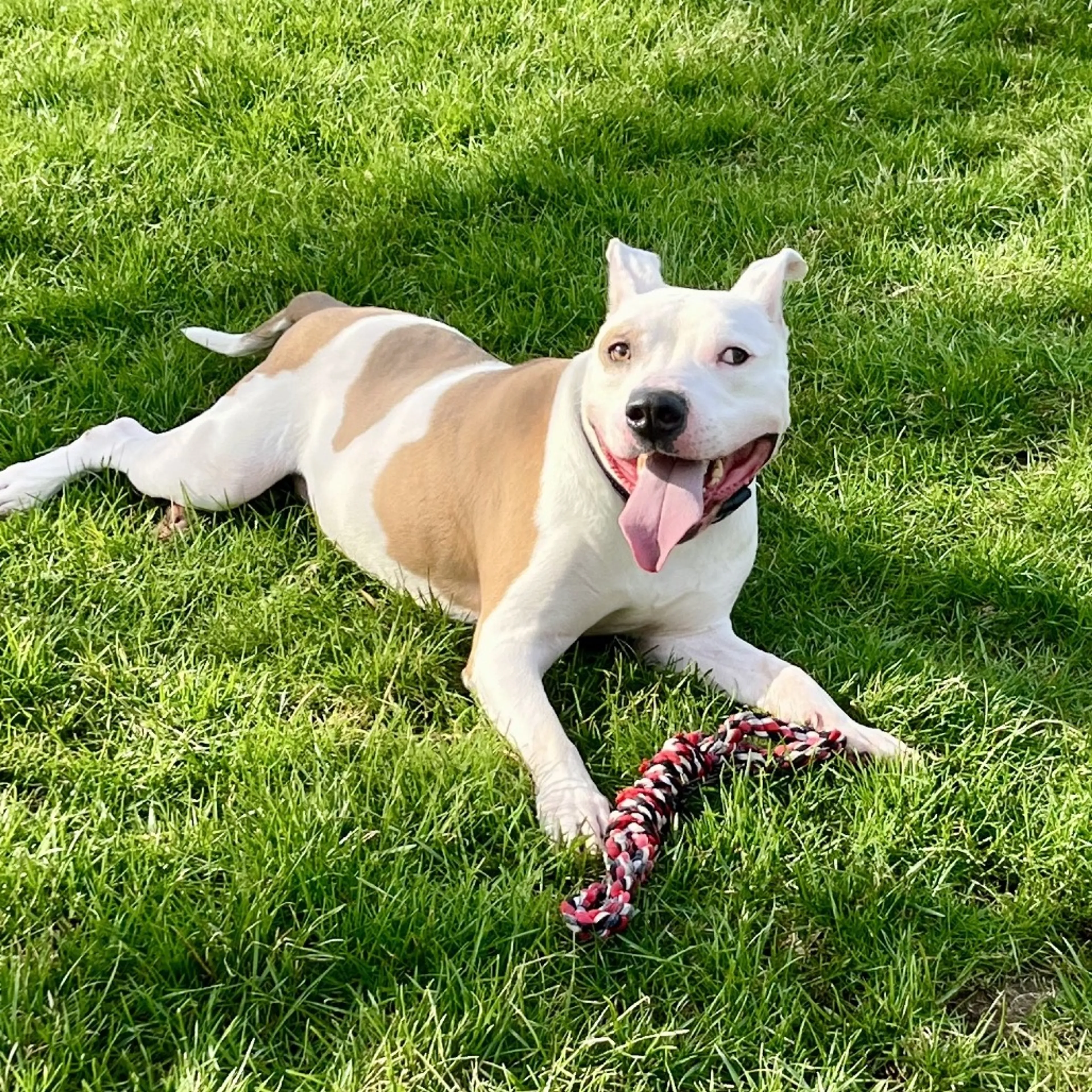 Found pet-2