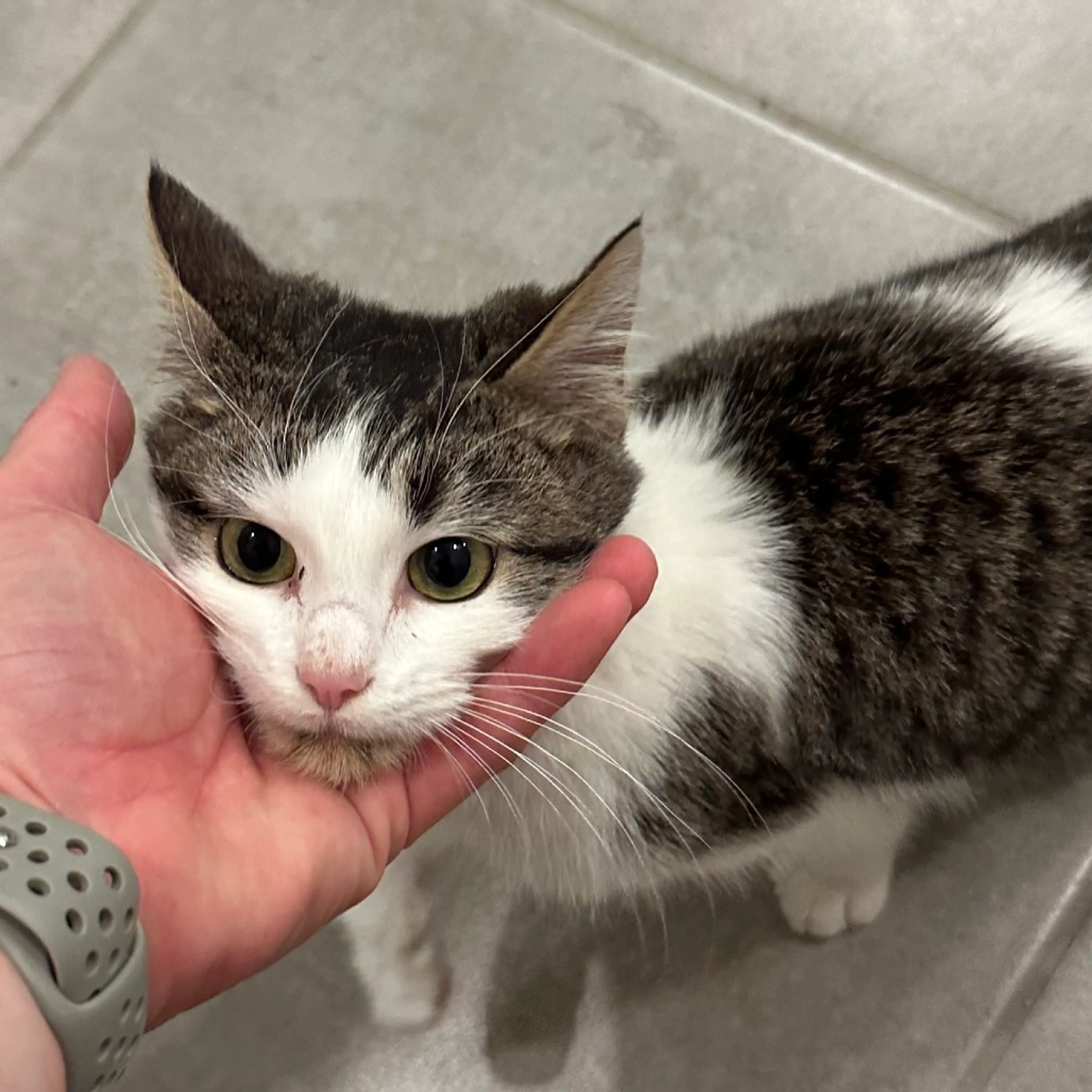 Found pet-1