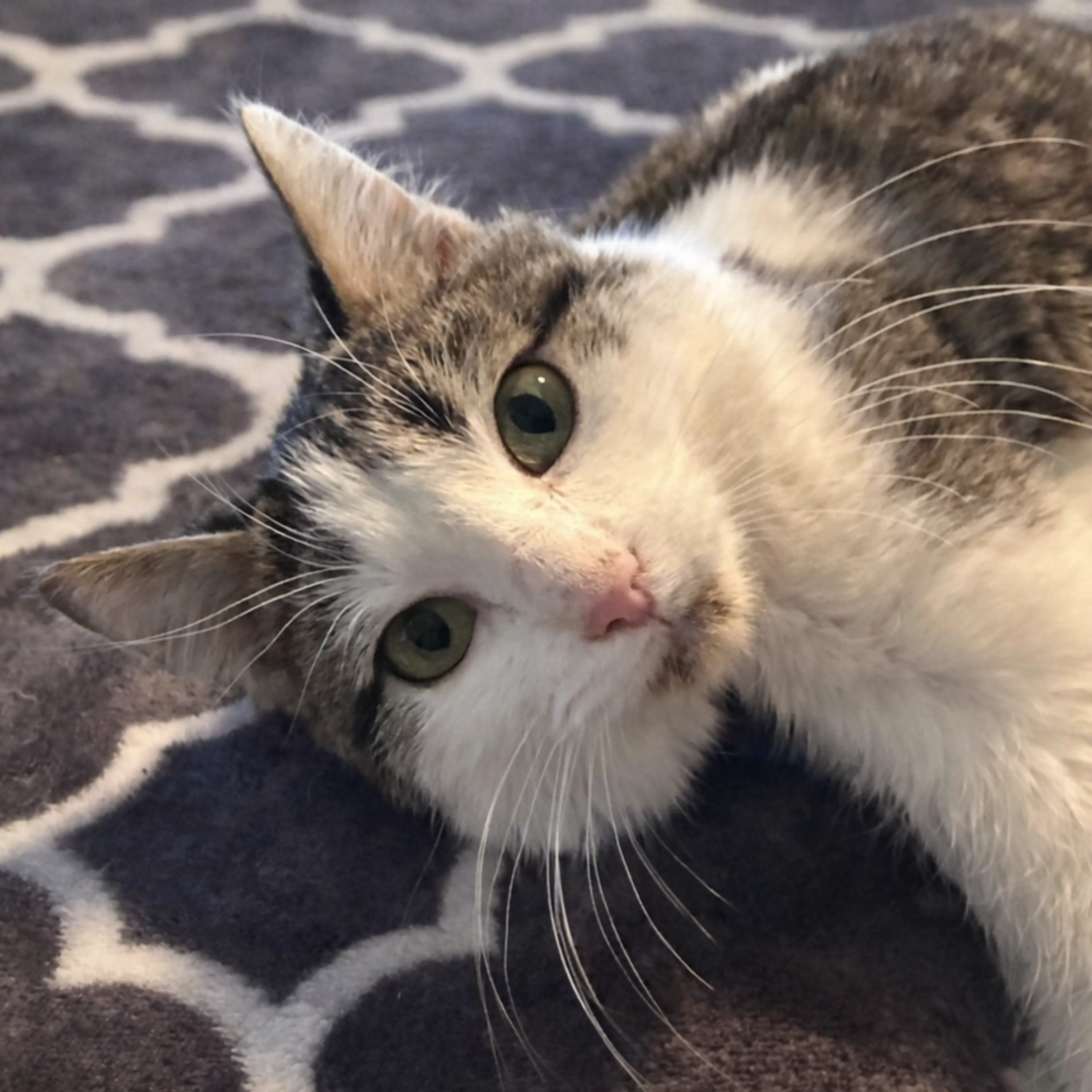 Found pet-3