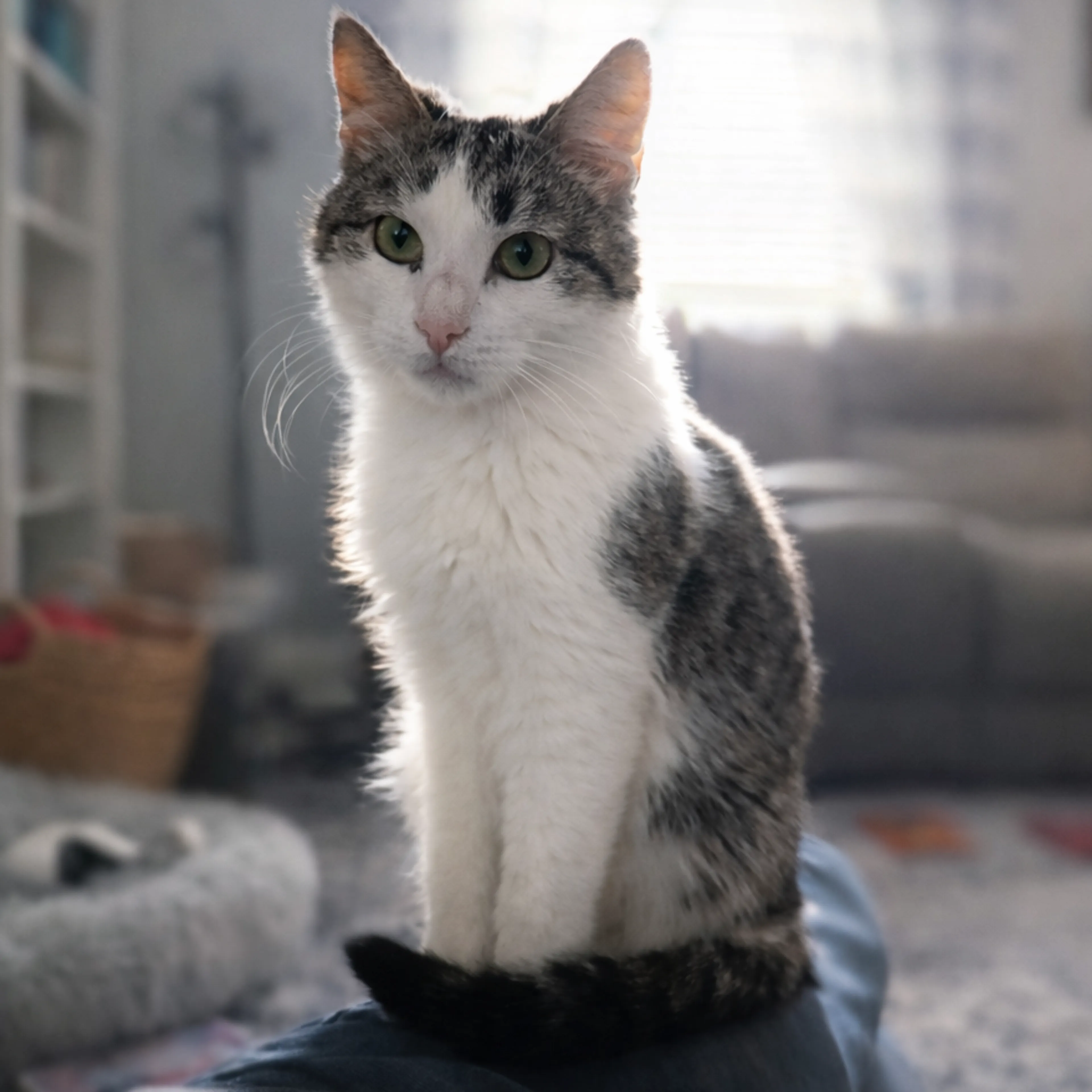 Found pet-2
