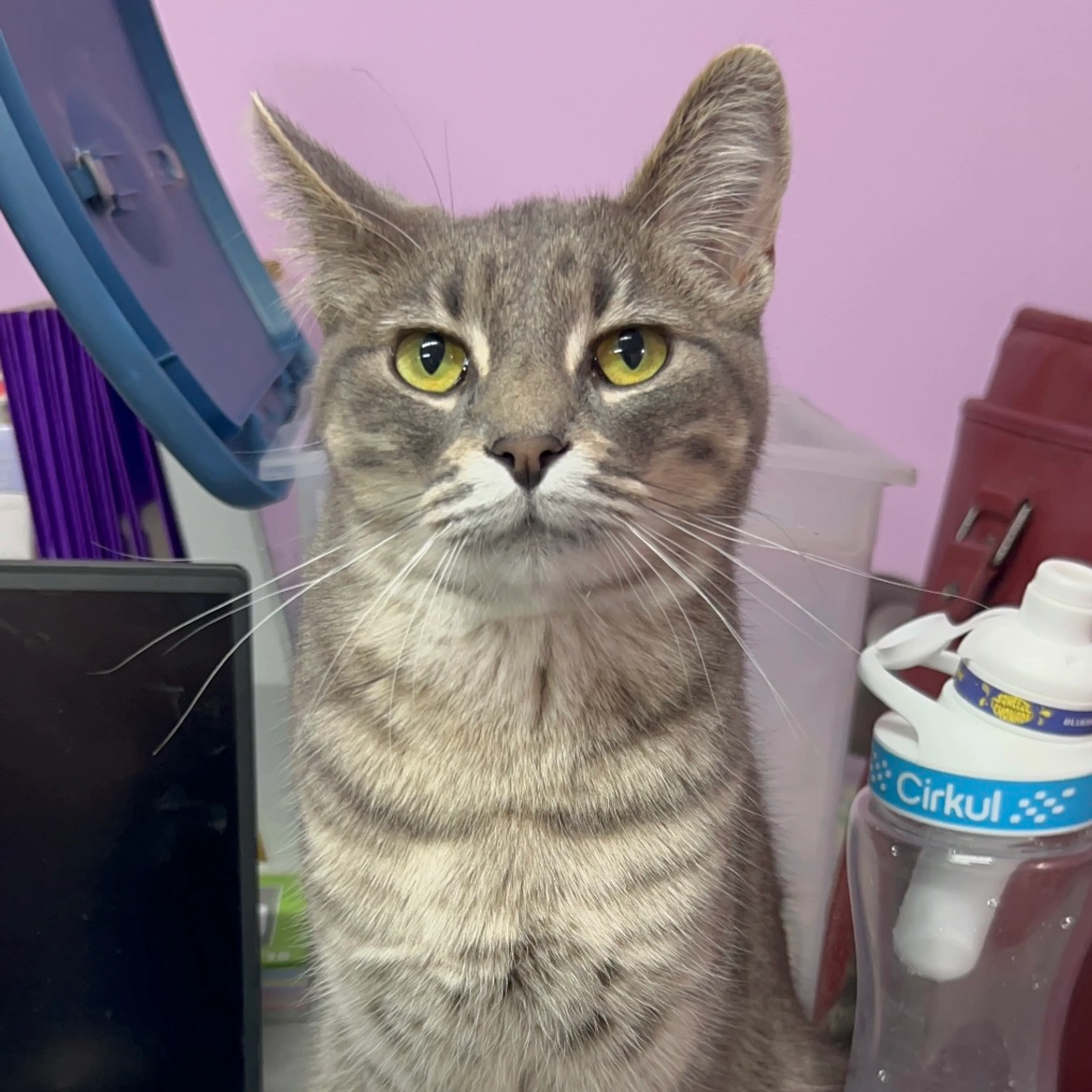 Found pet-2