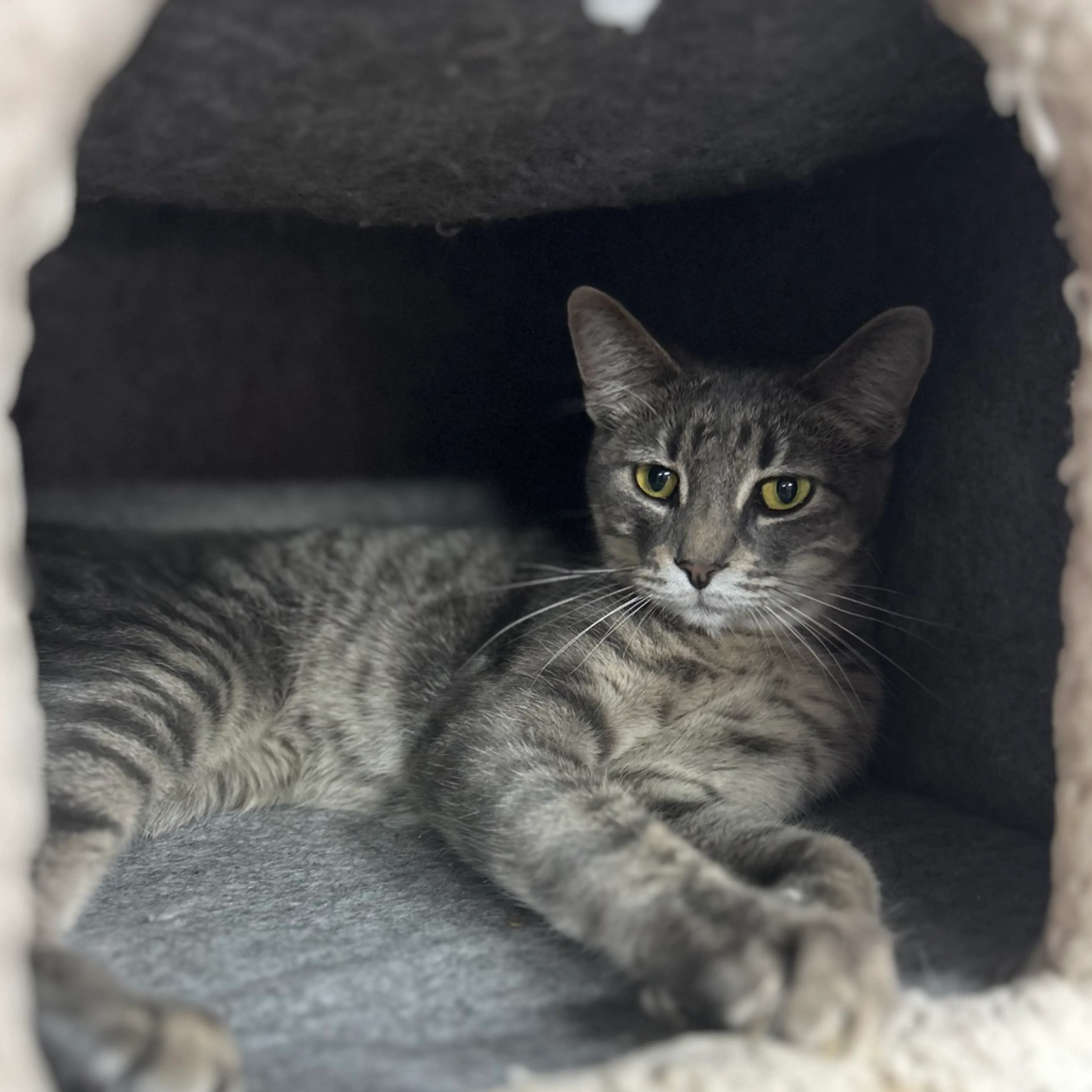 Found pet-3
