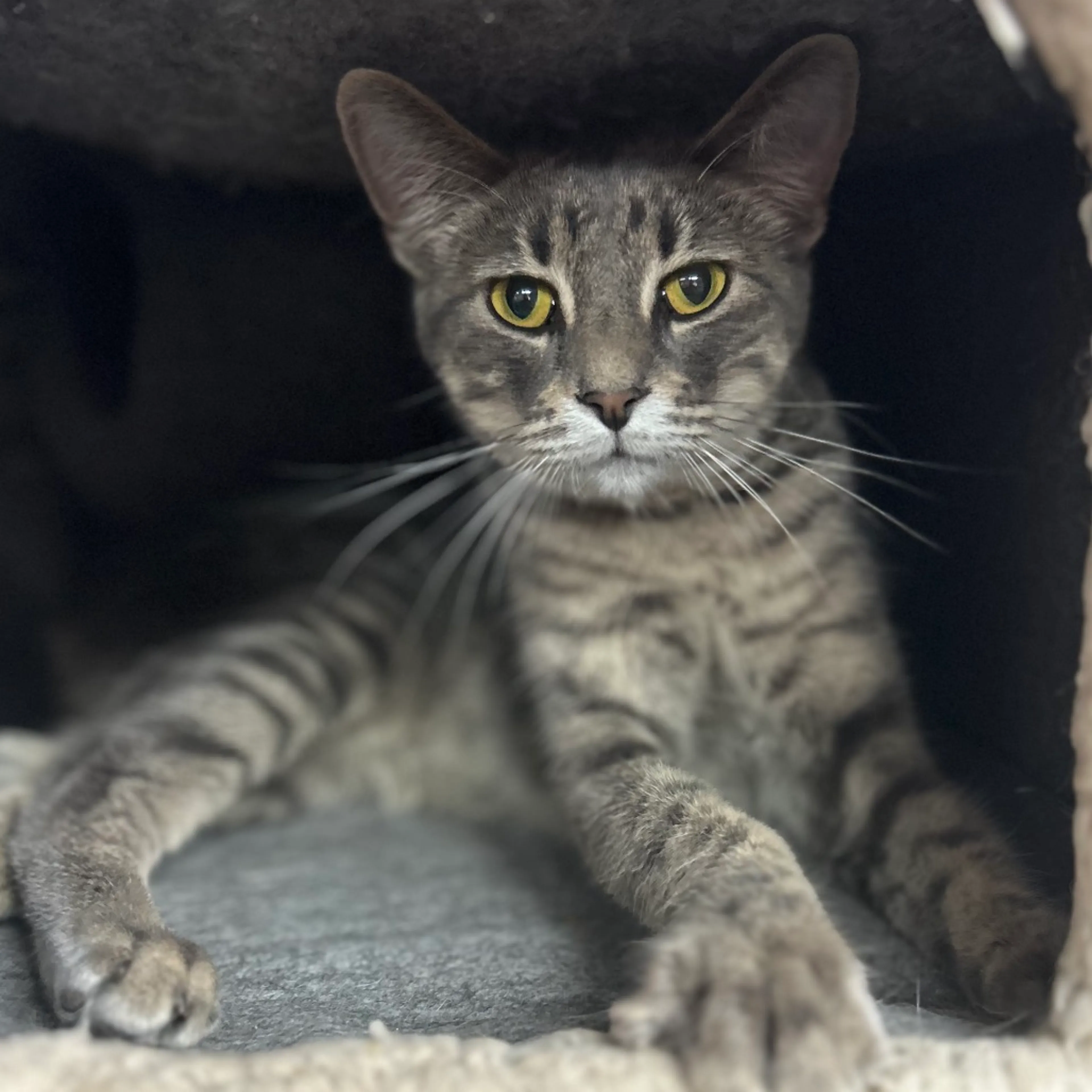 Found pet-4