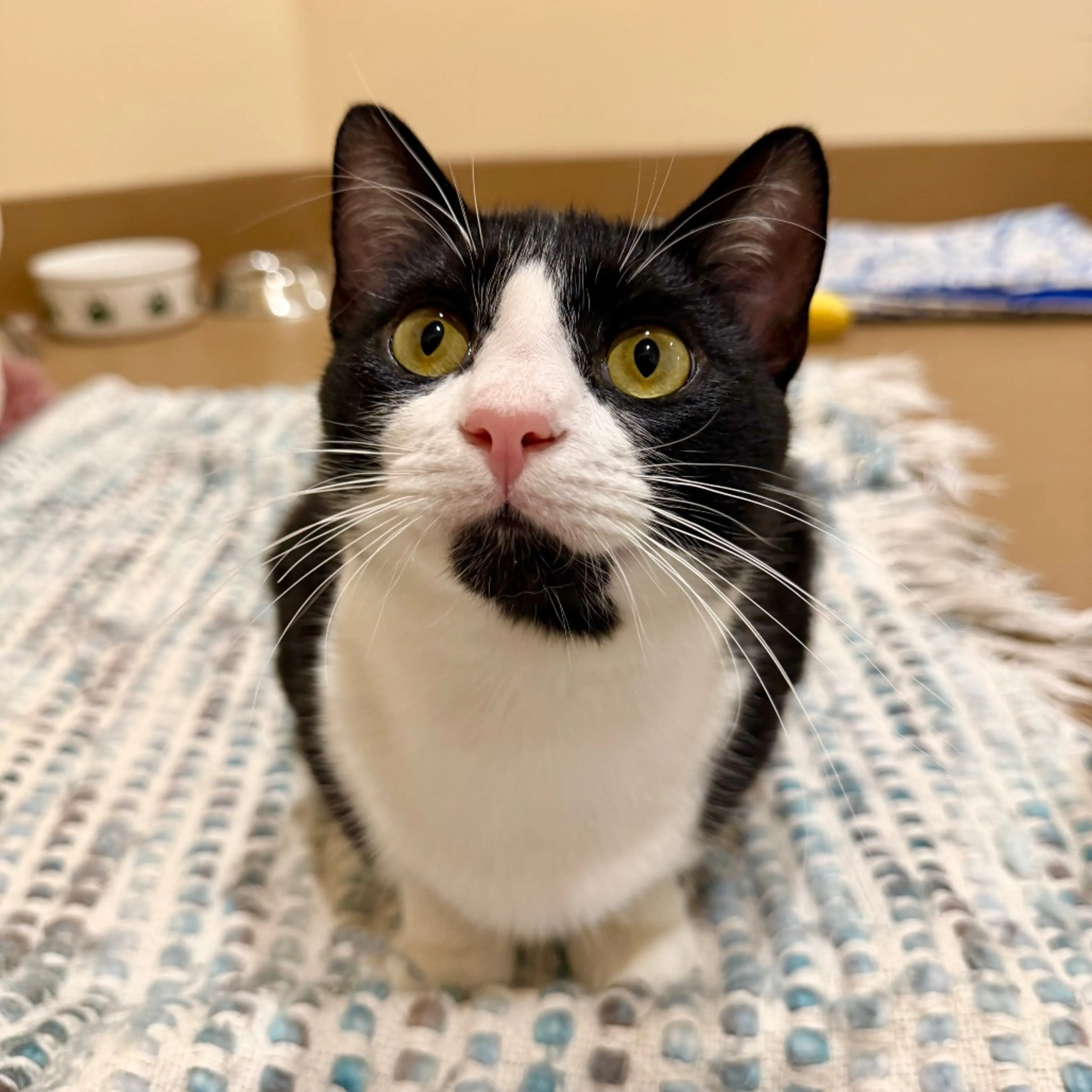 Found pet-6