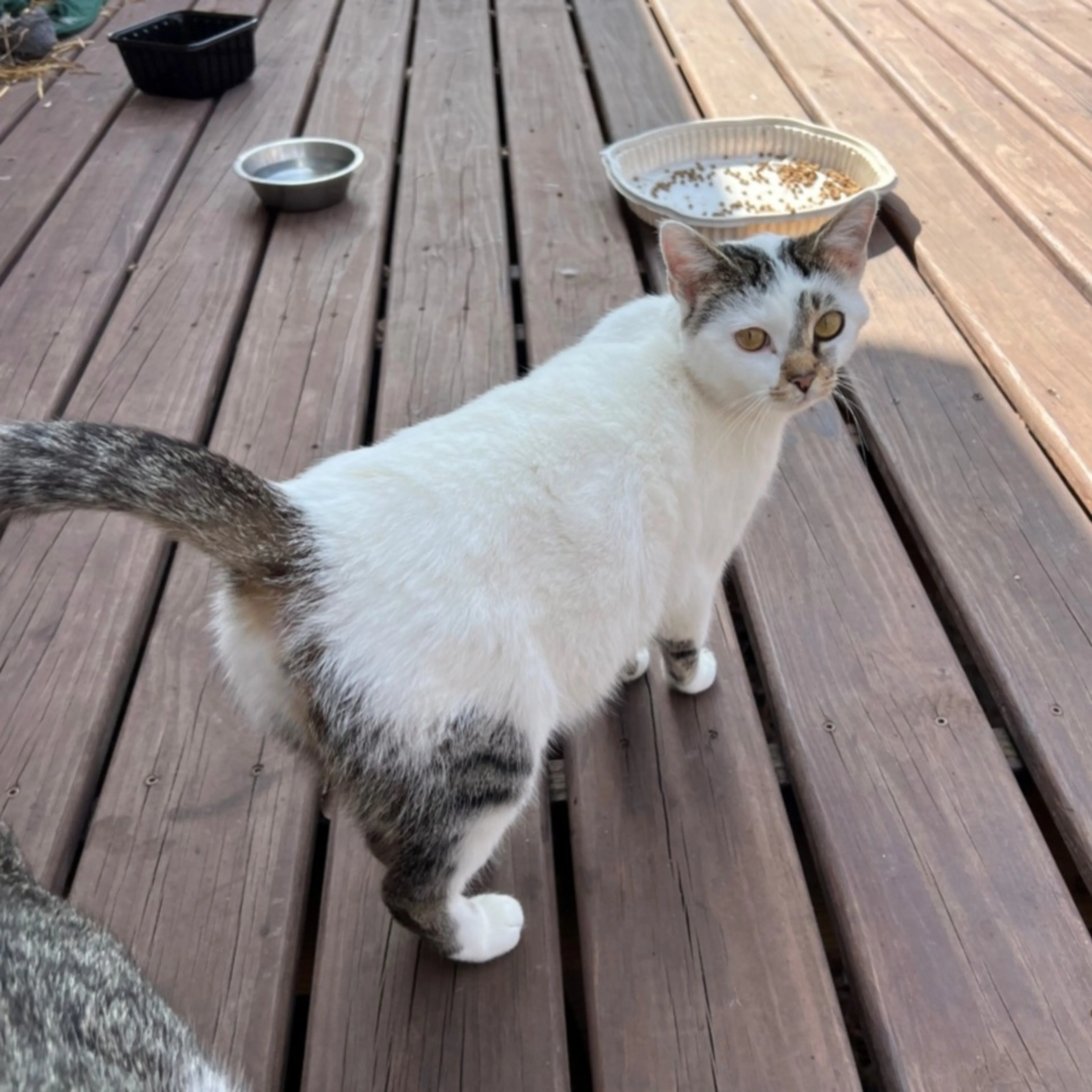 Found pet