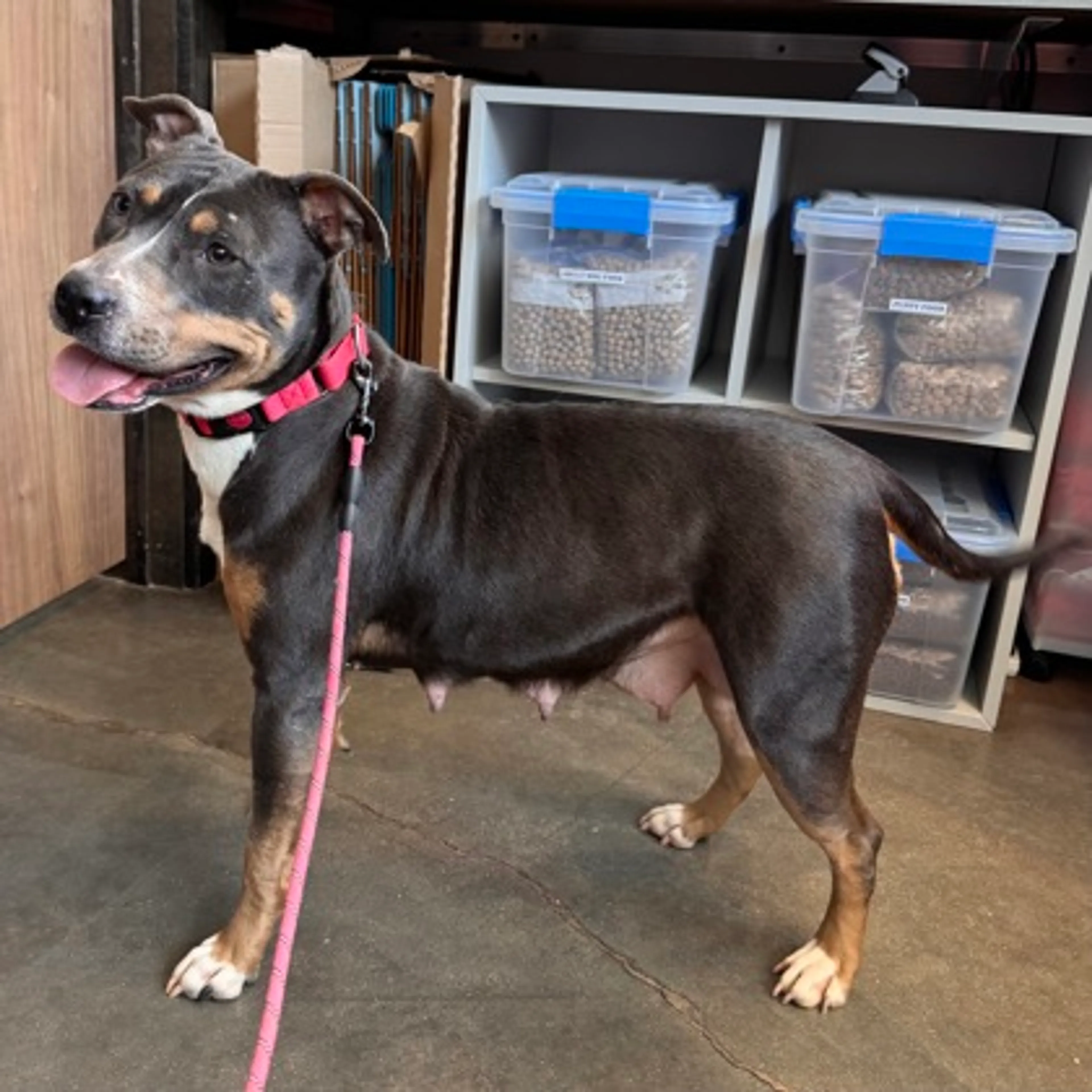 Found pet-1