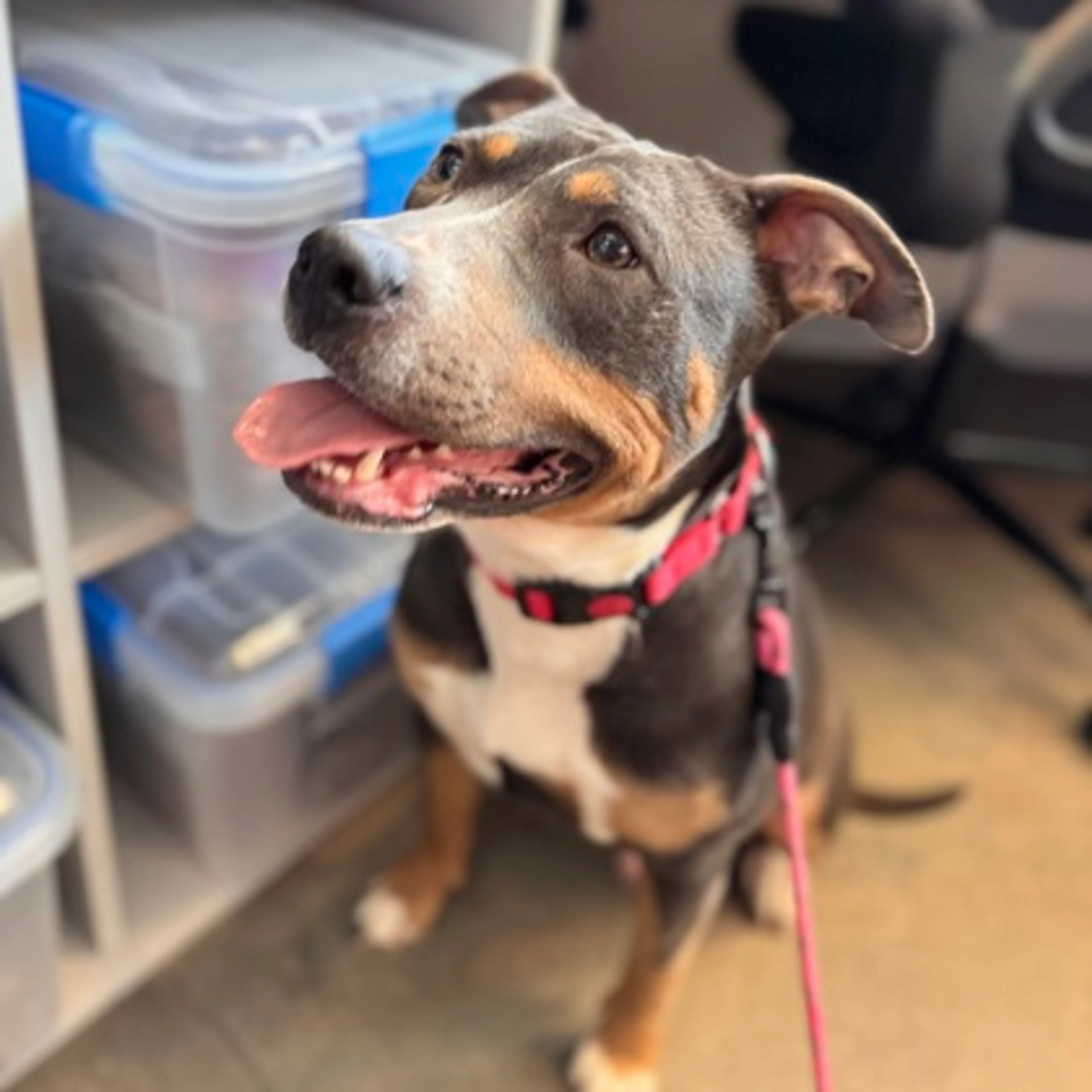 Found pet-2
