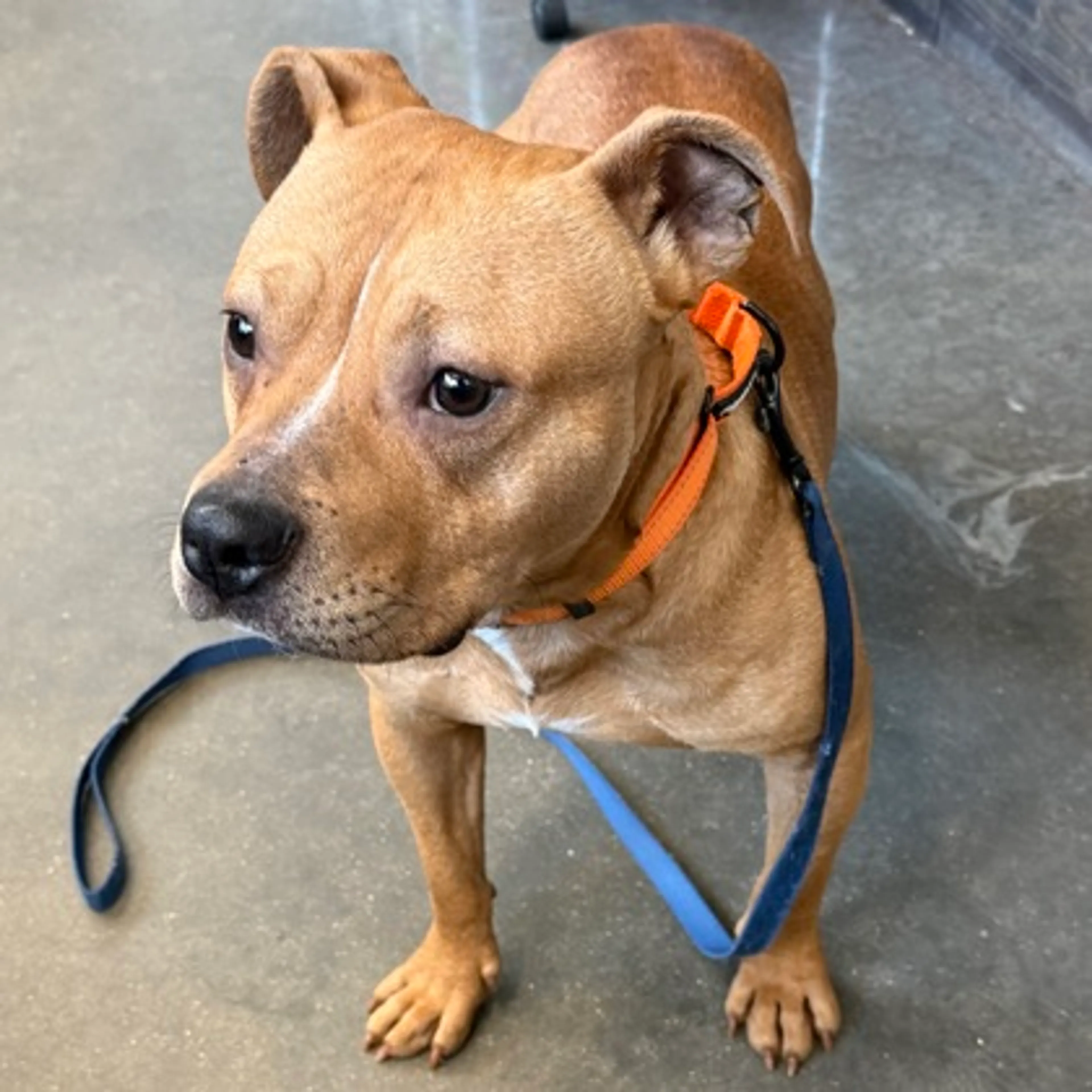 Found pet-1