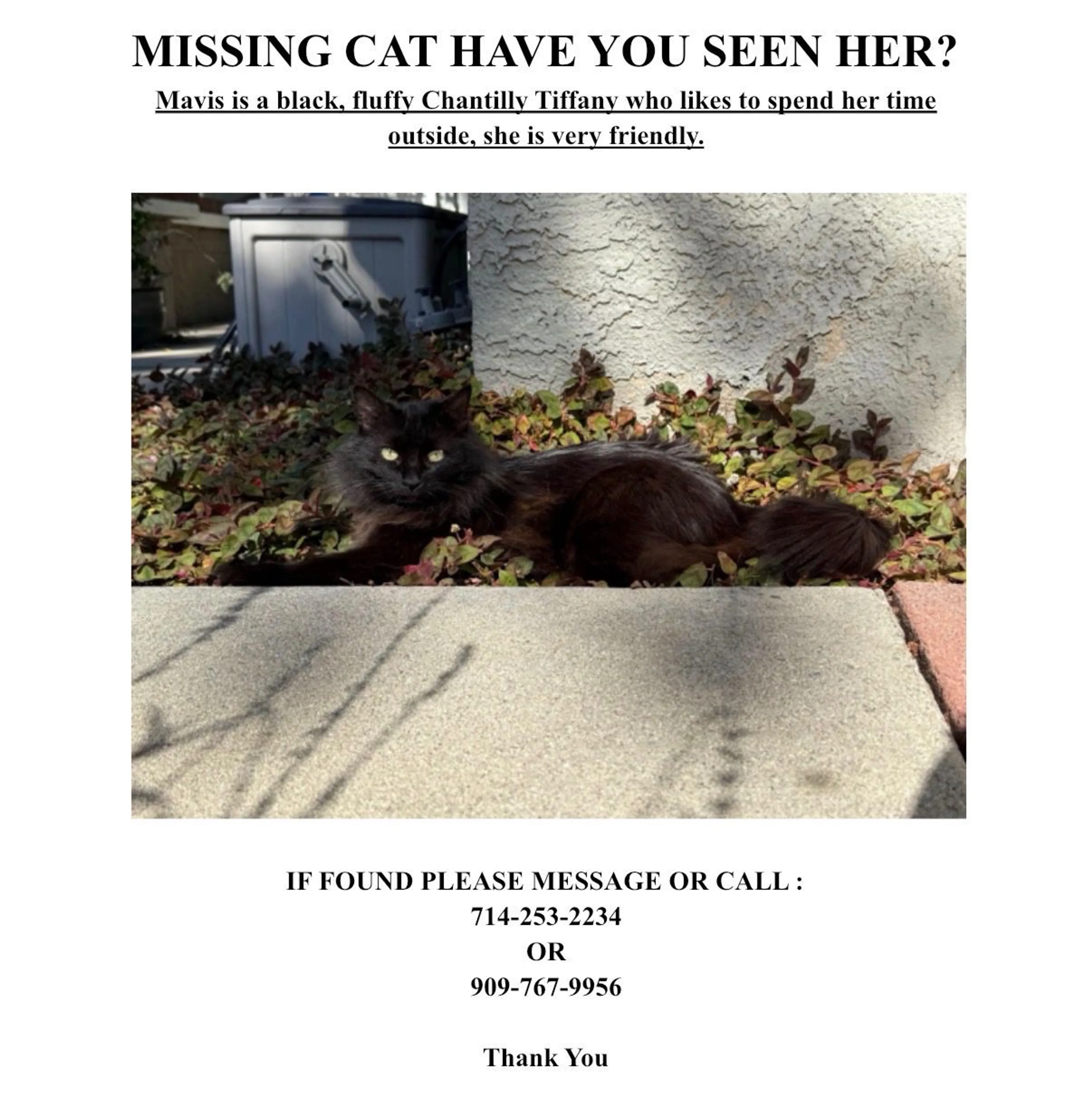 Lost pet