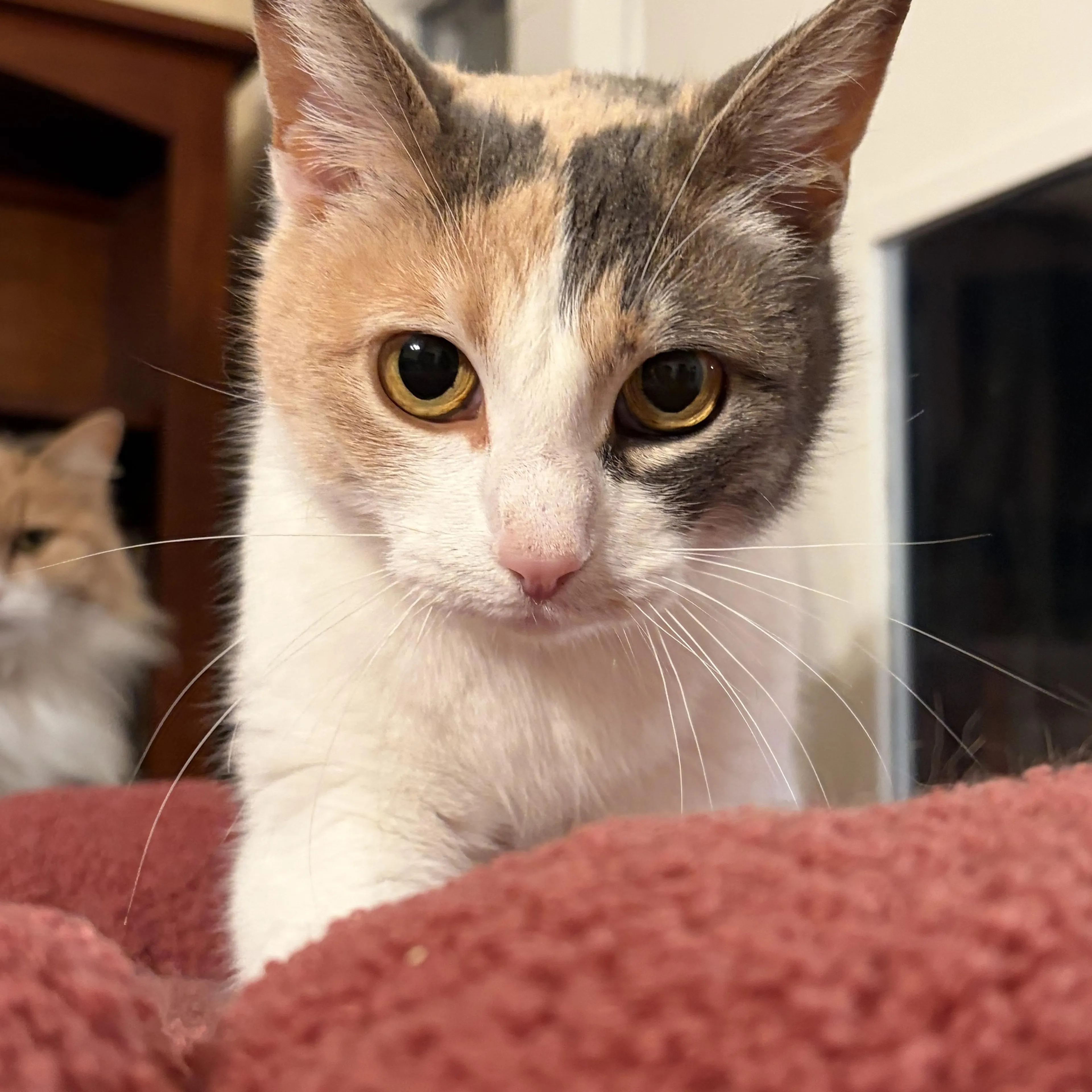 Found pet