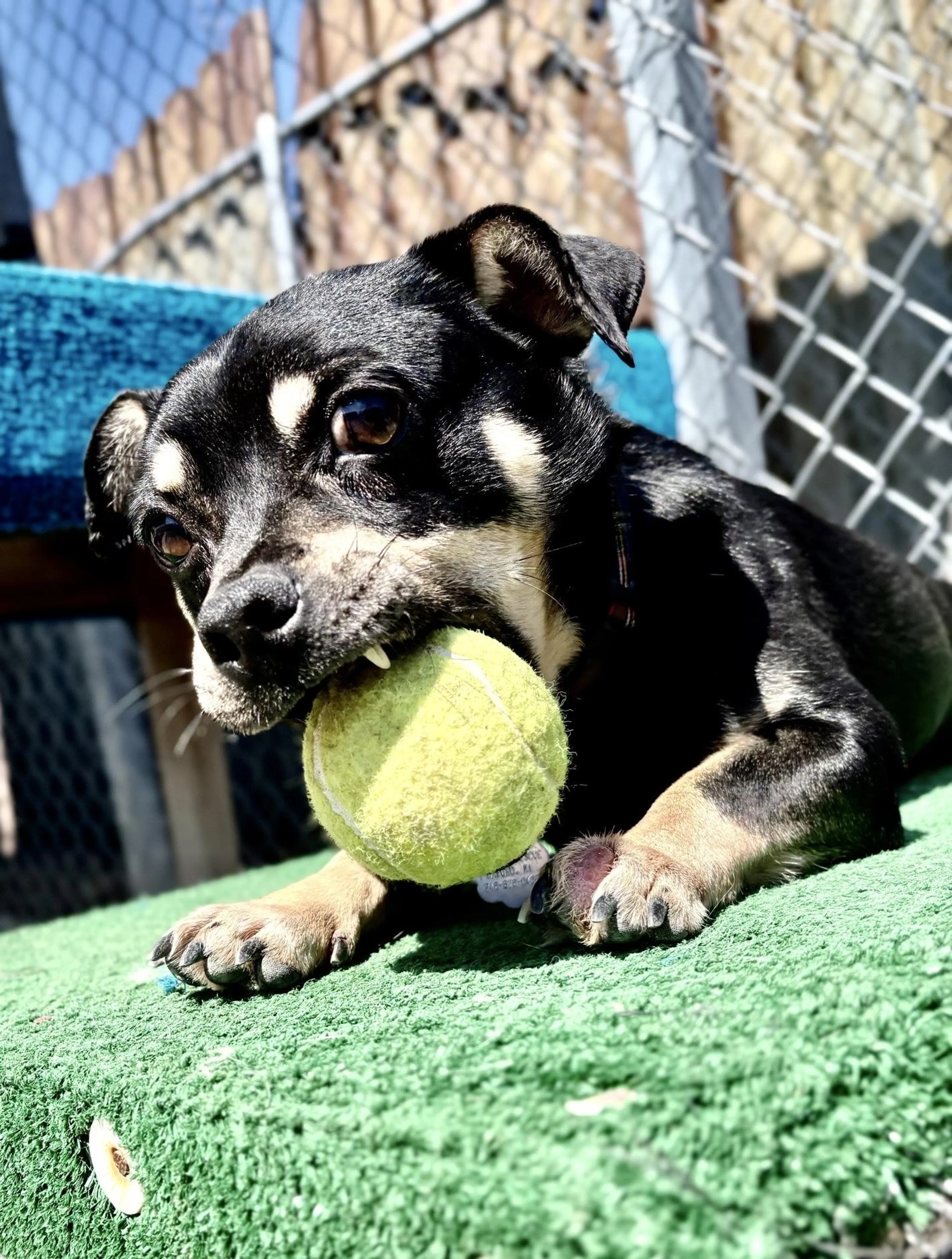 Found pet-2