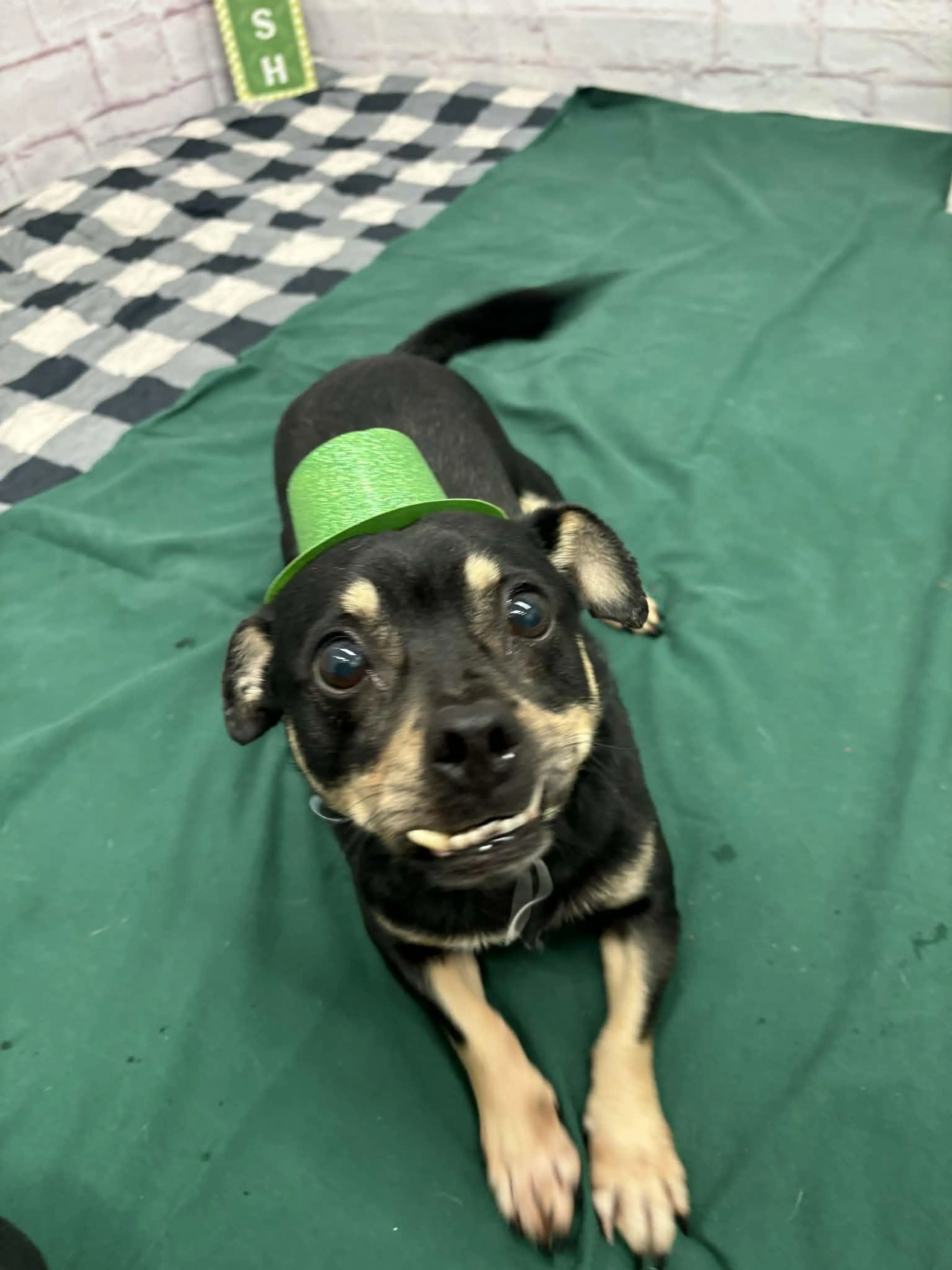 Found pet-1