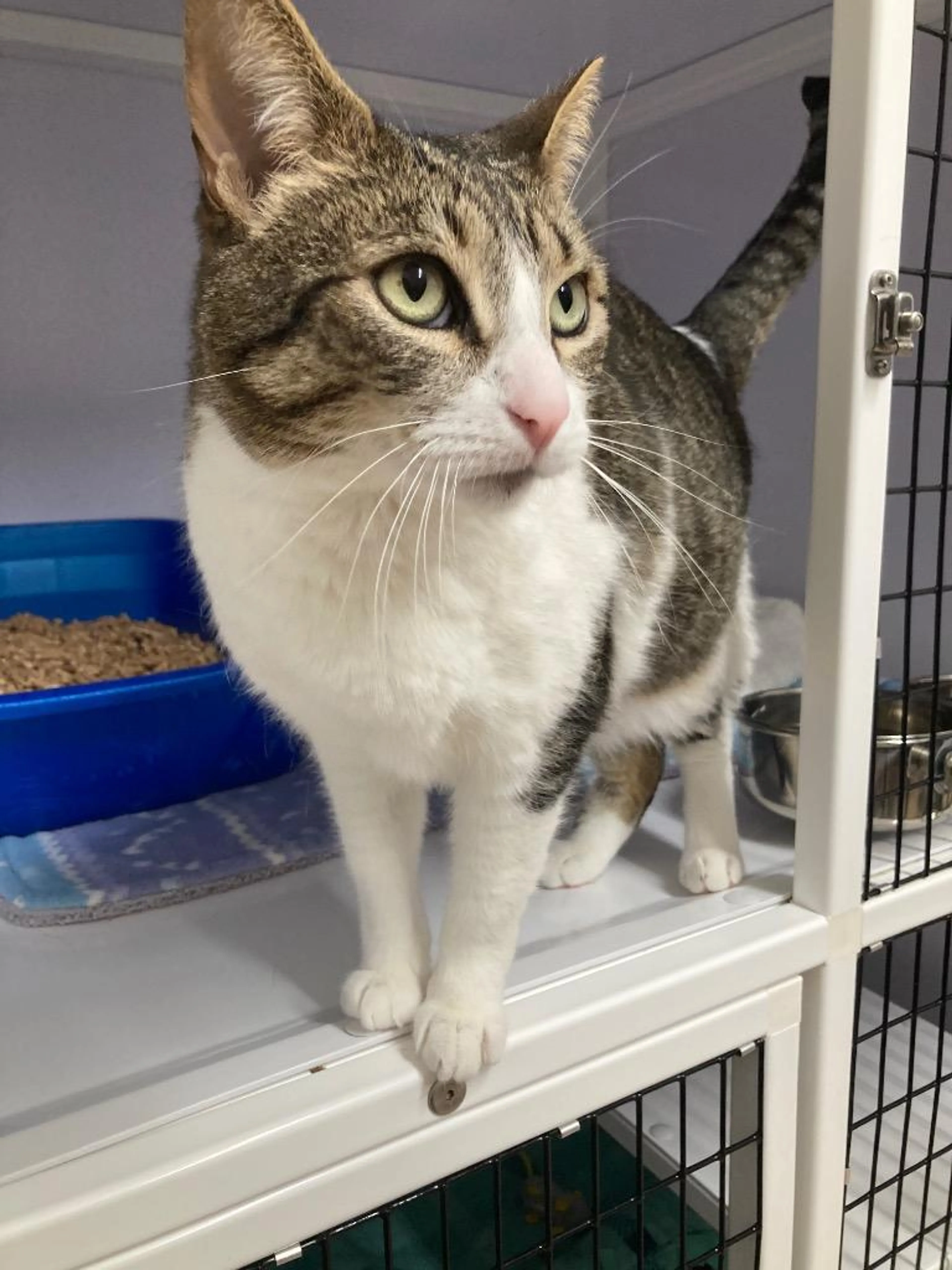 Found pet-4