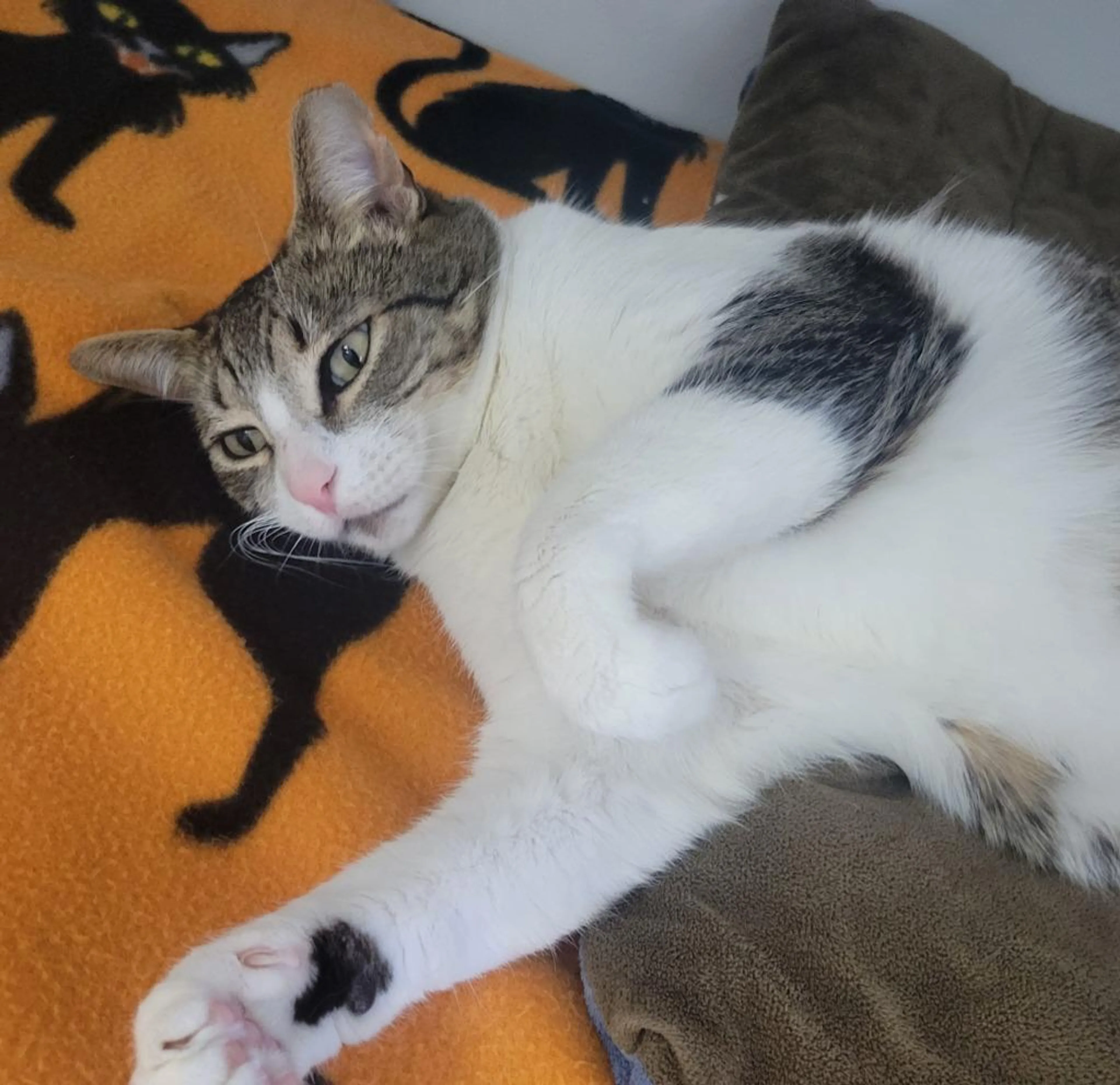 Found pet-2