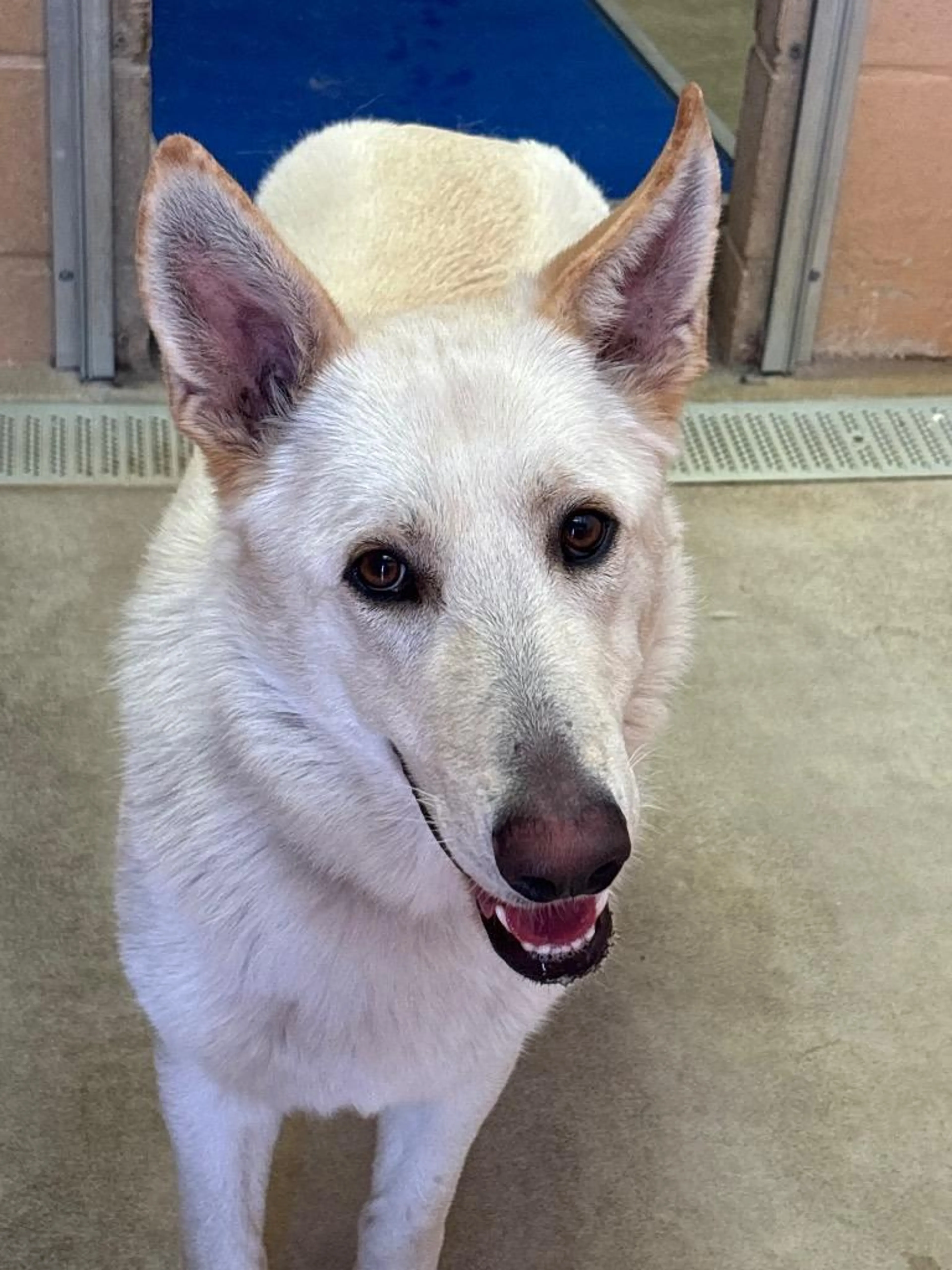 Found pet-1