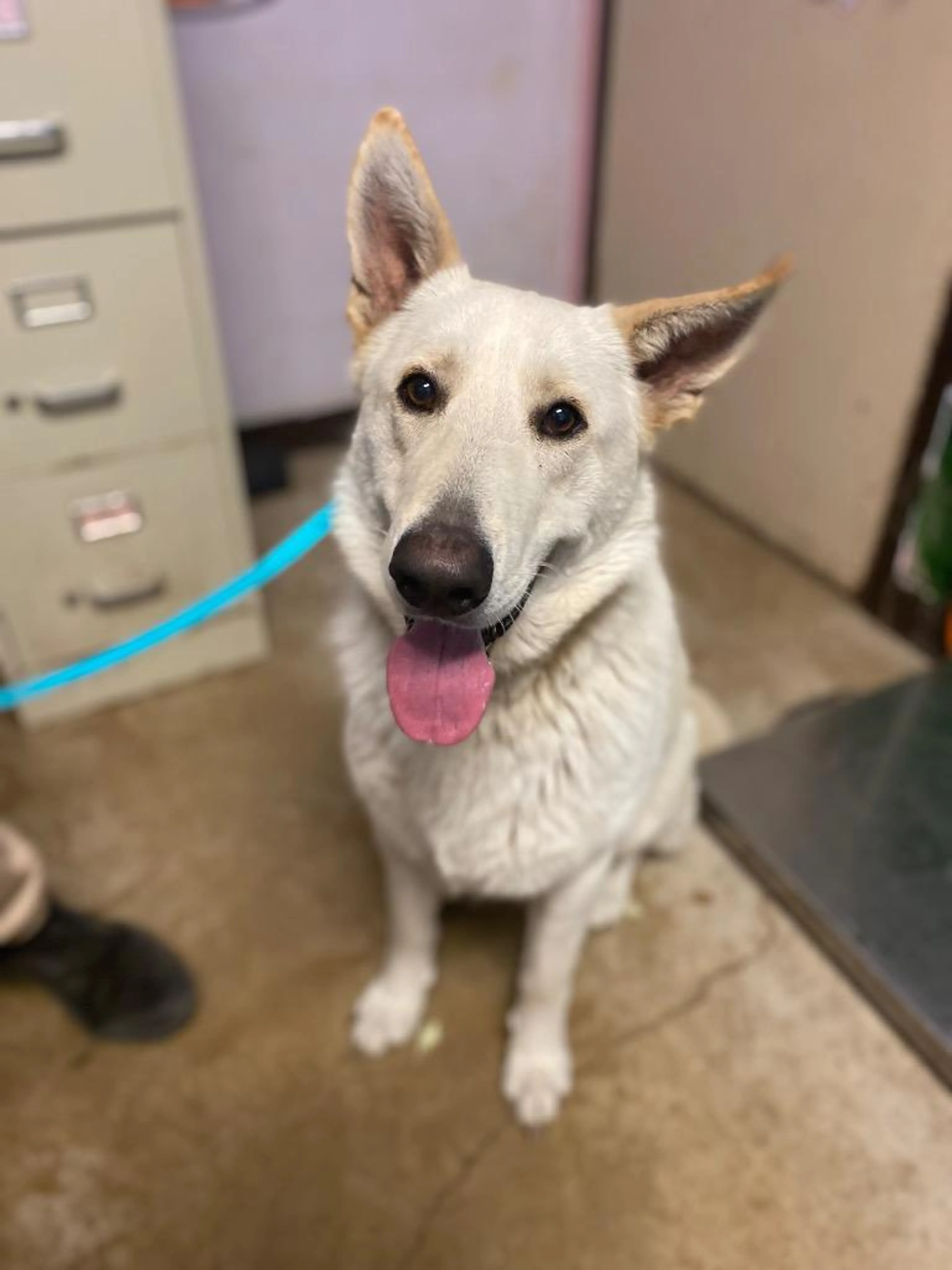Found pet-4