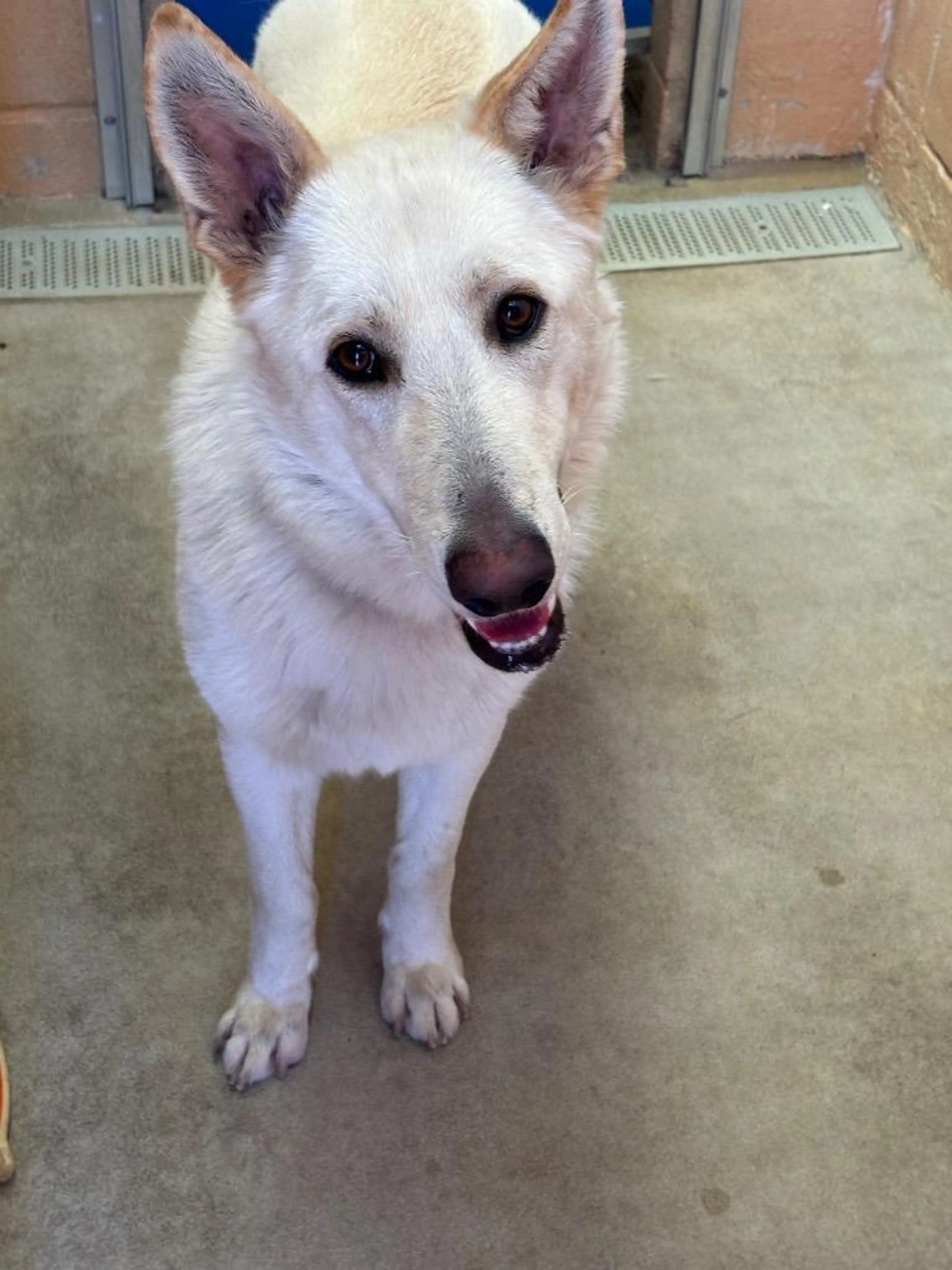 Found pet-2