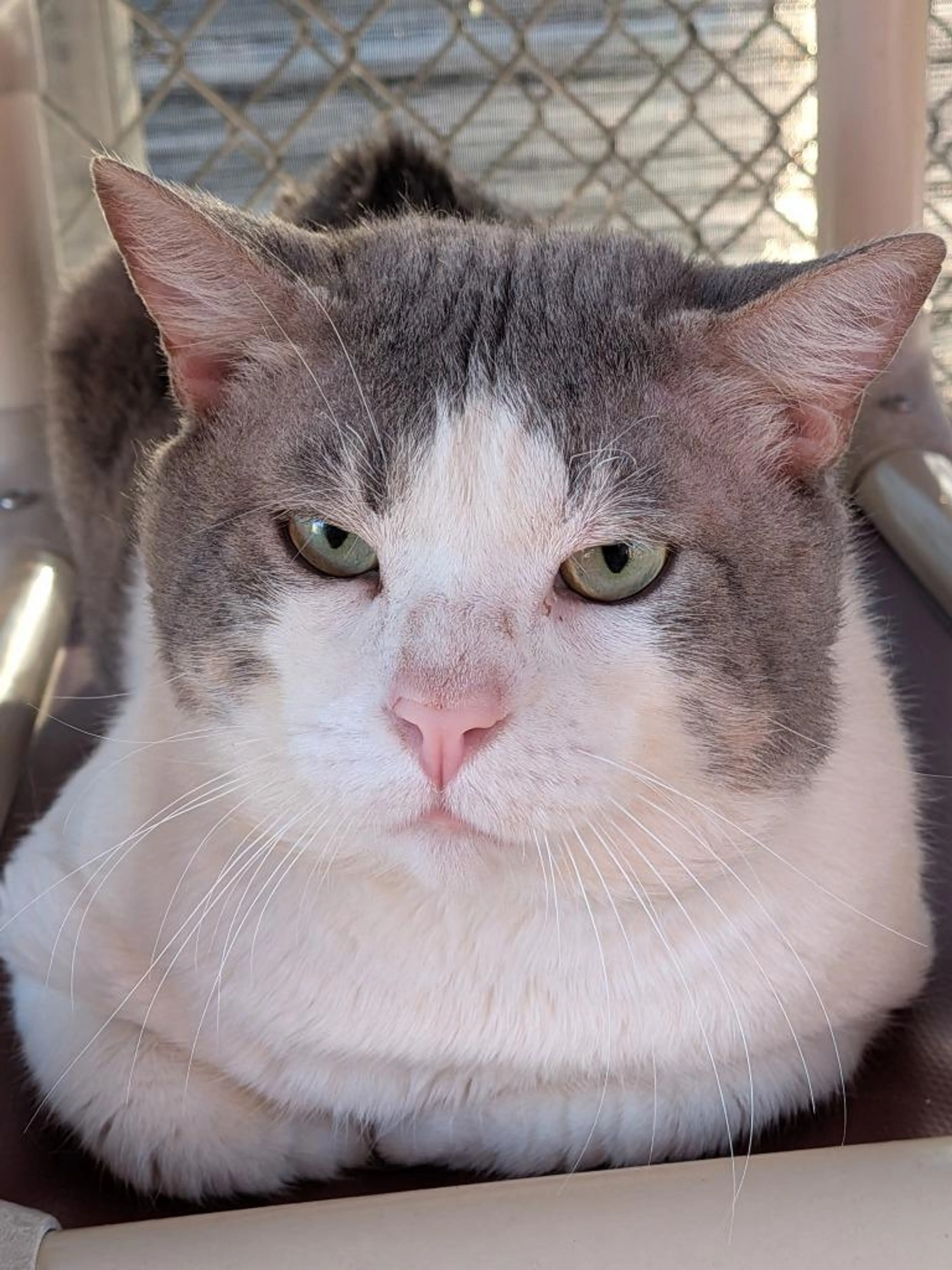 Found pet-4