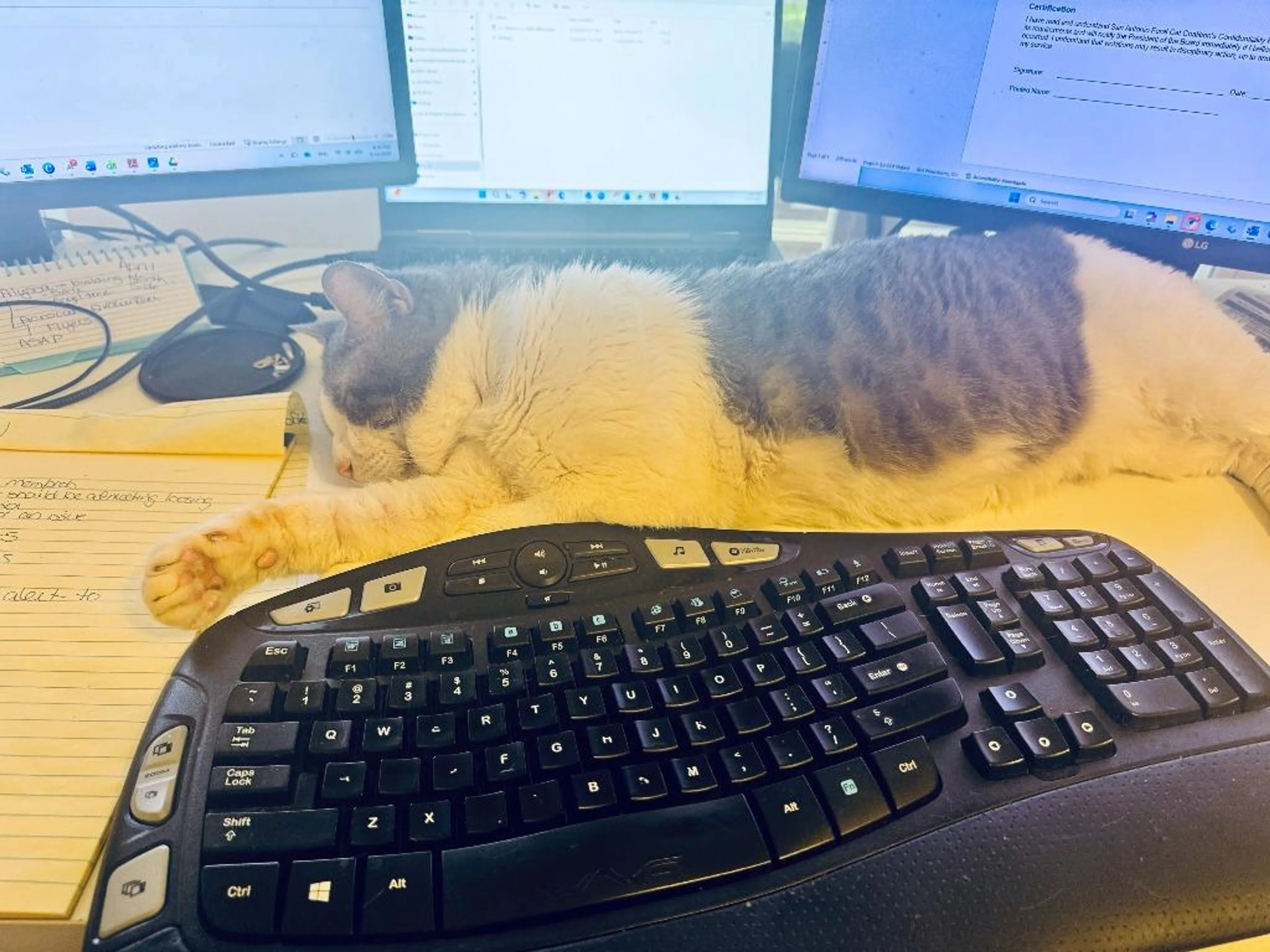 Found pet-2