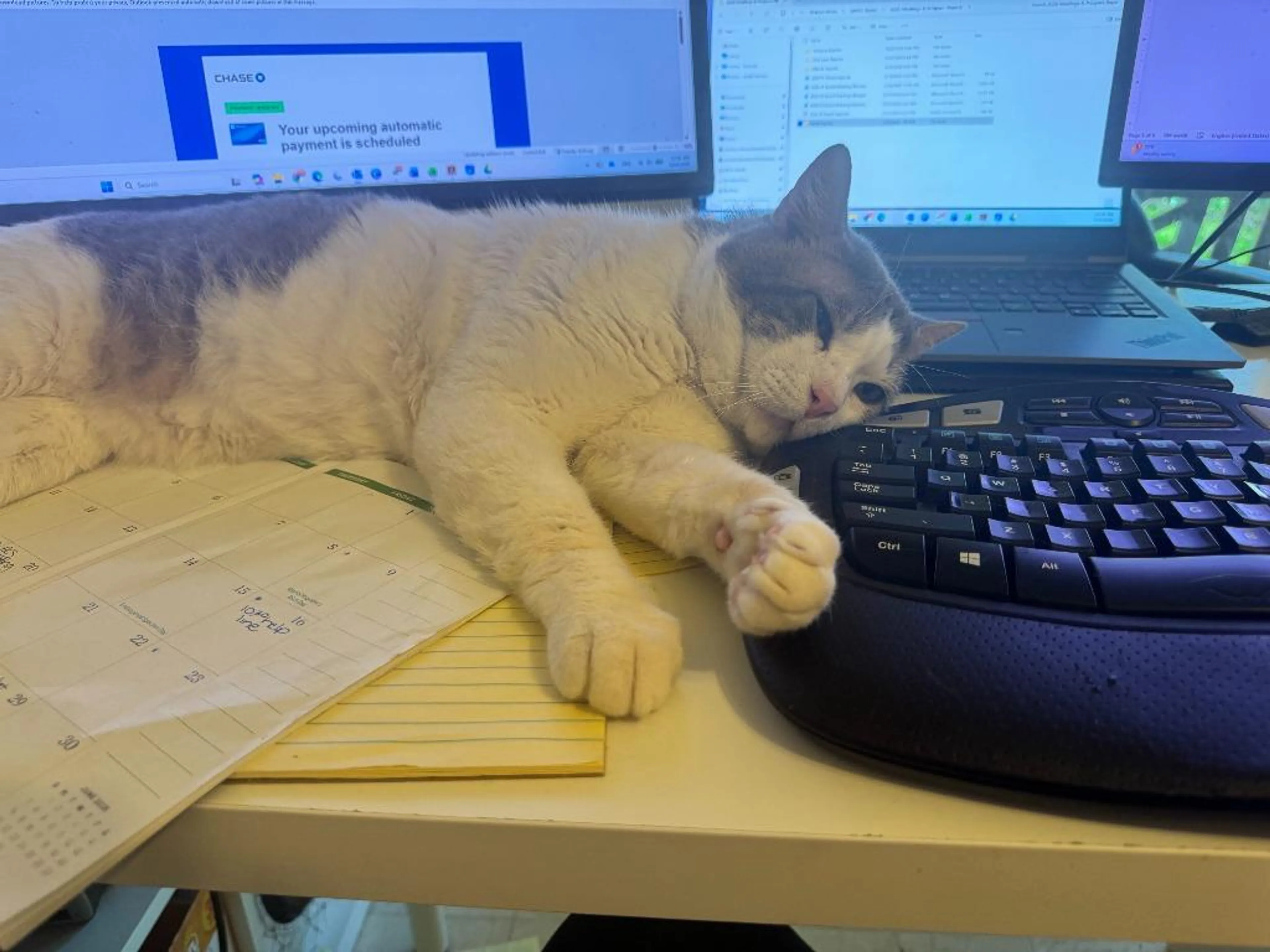 Found pet-0