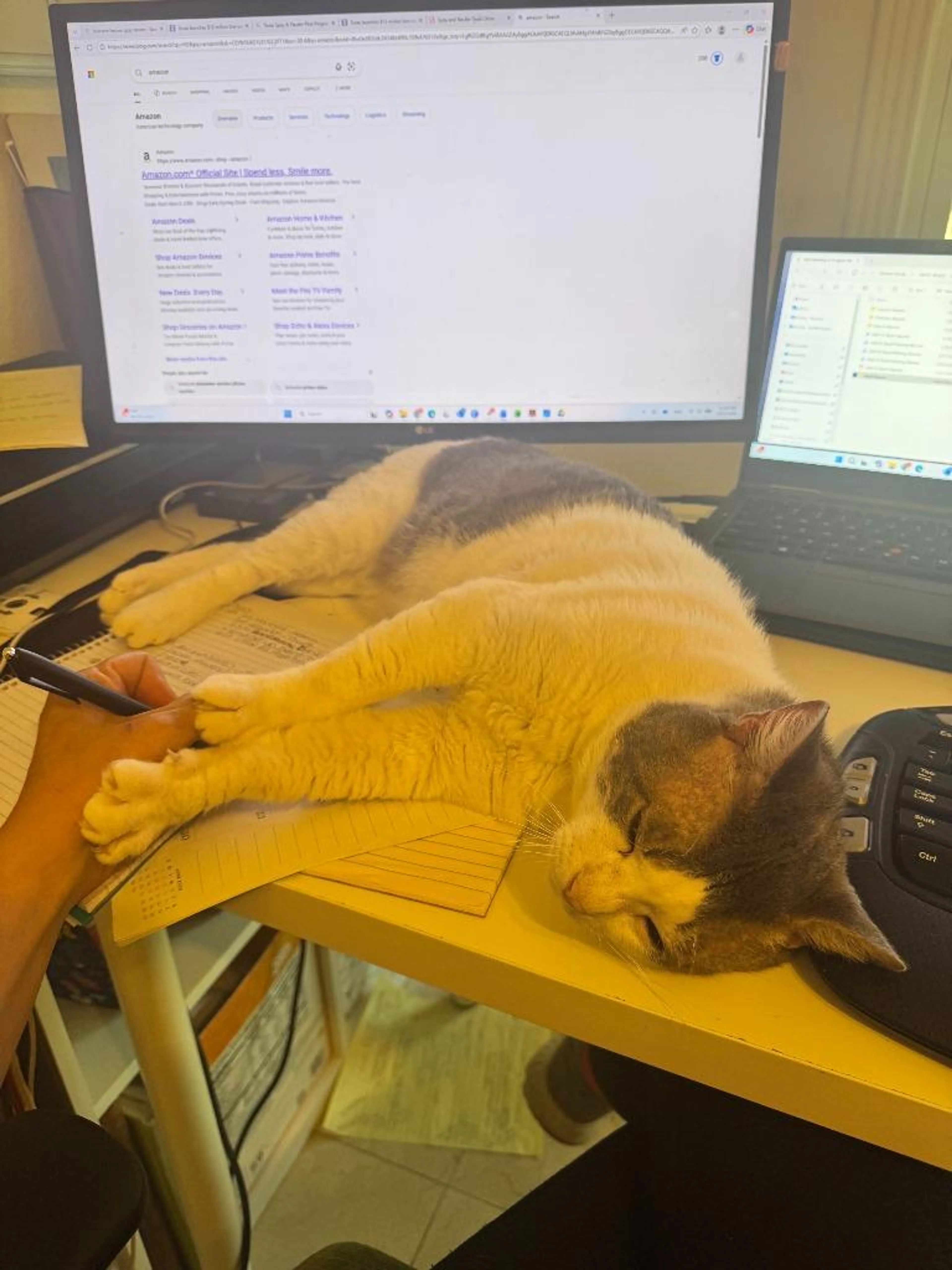Found pet-3
