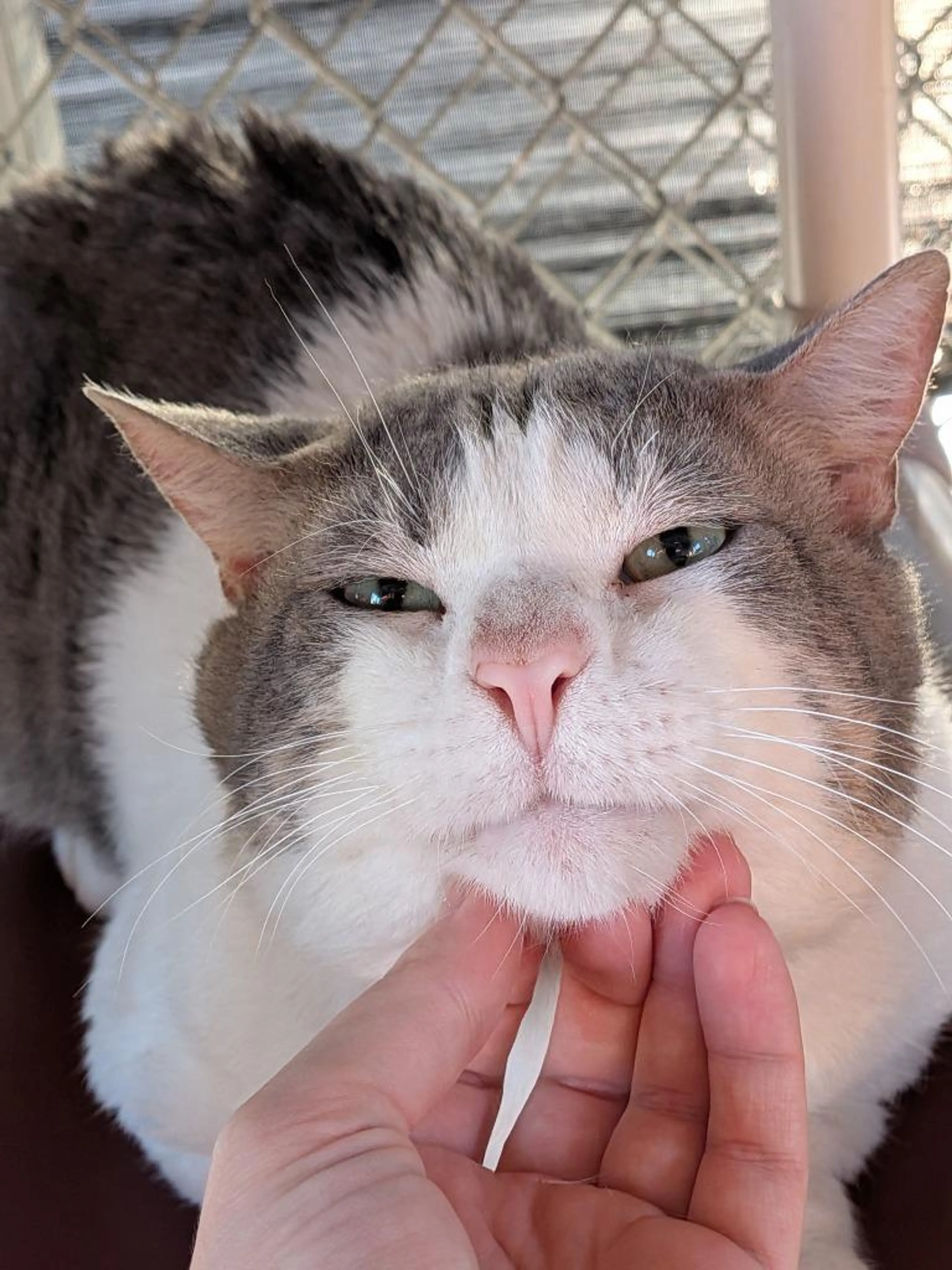 Found pet-1