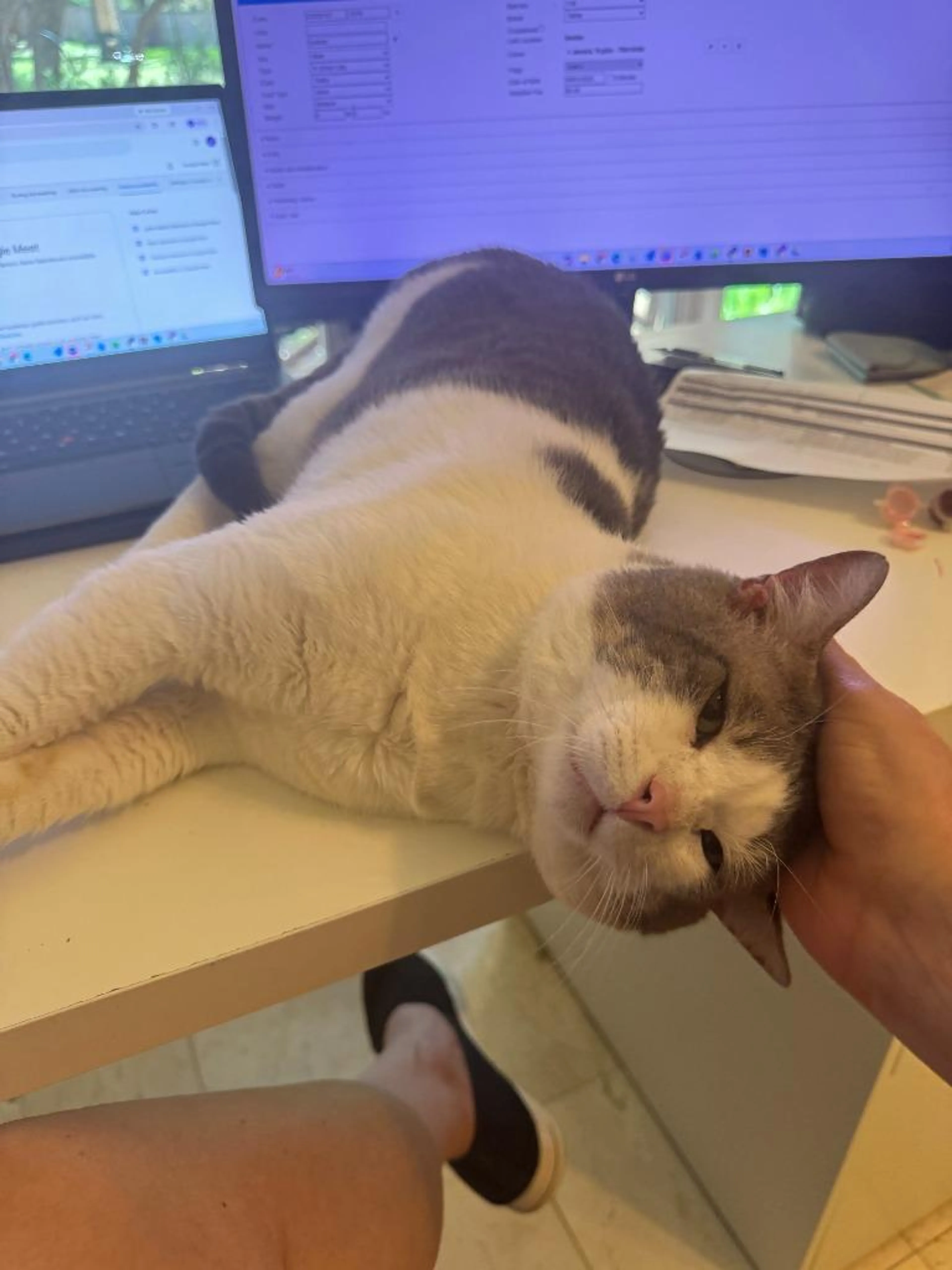 Found pet-5
