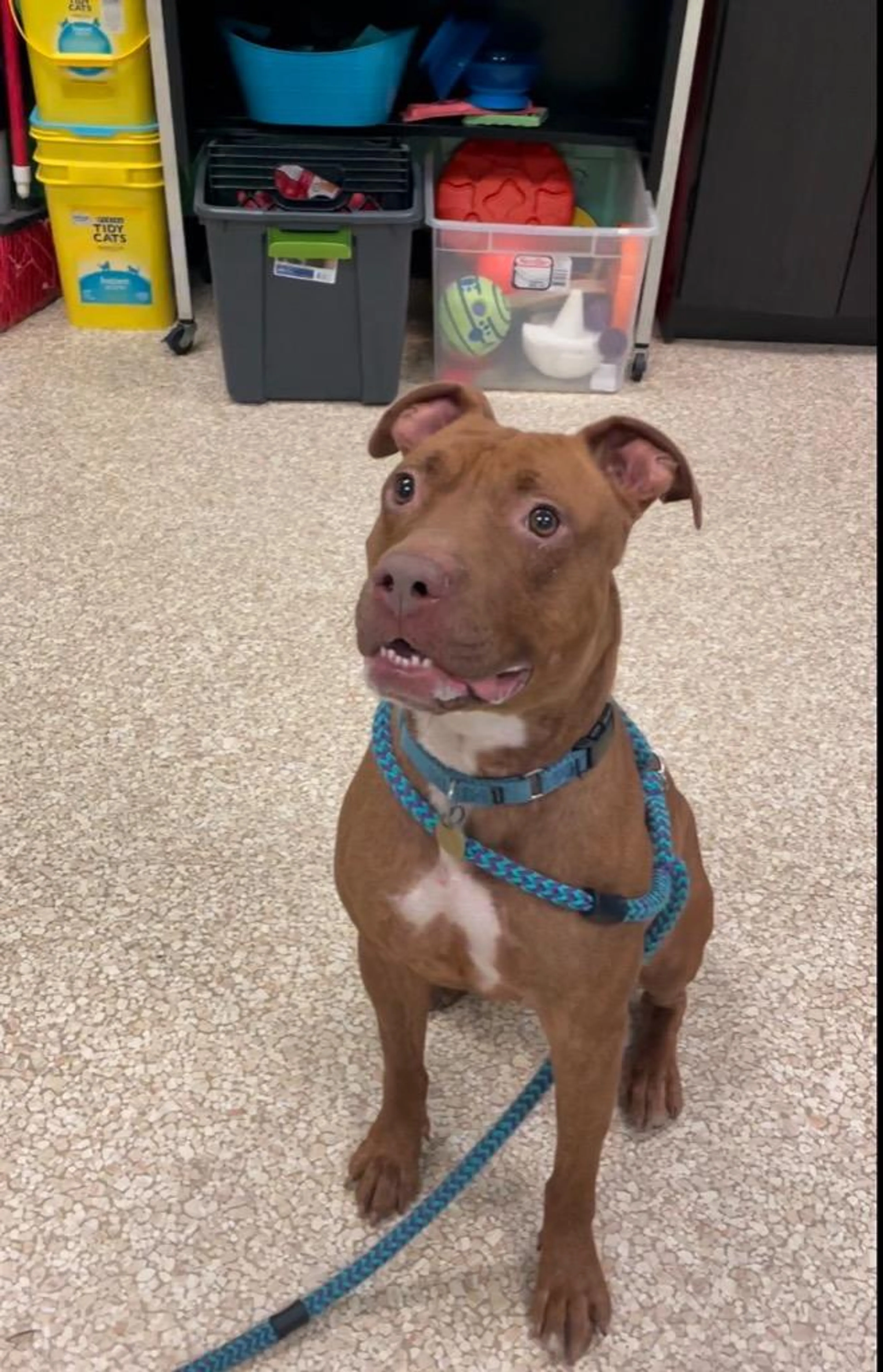 Found pet-2