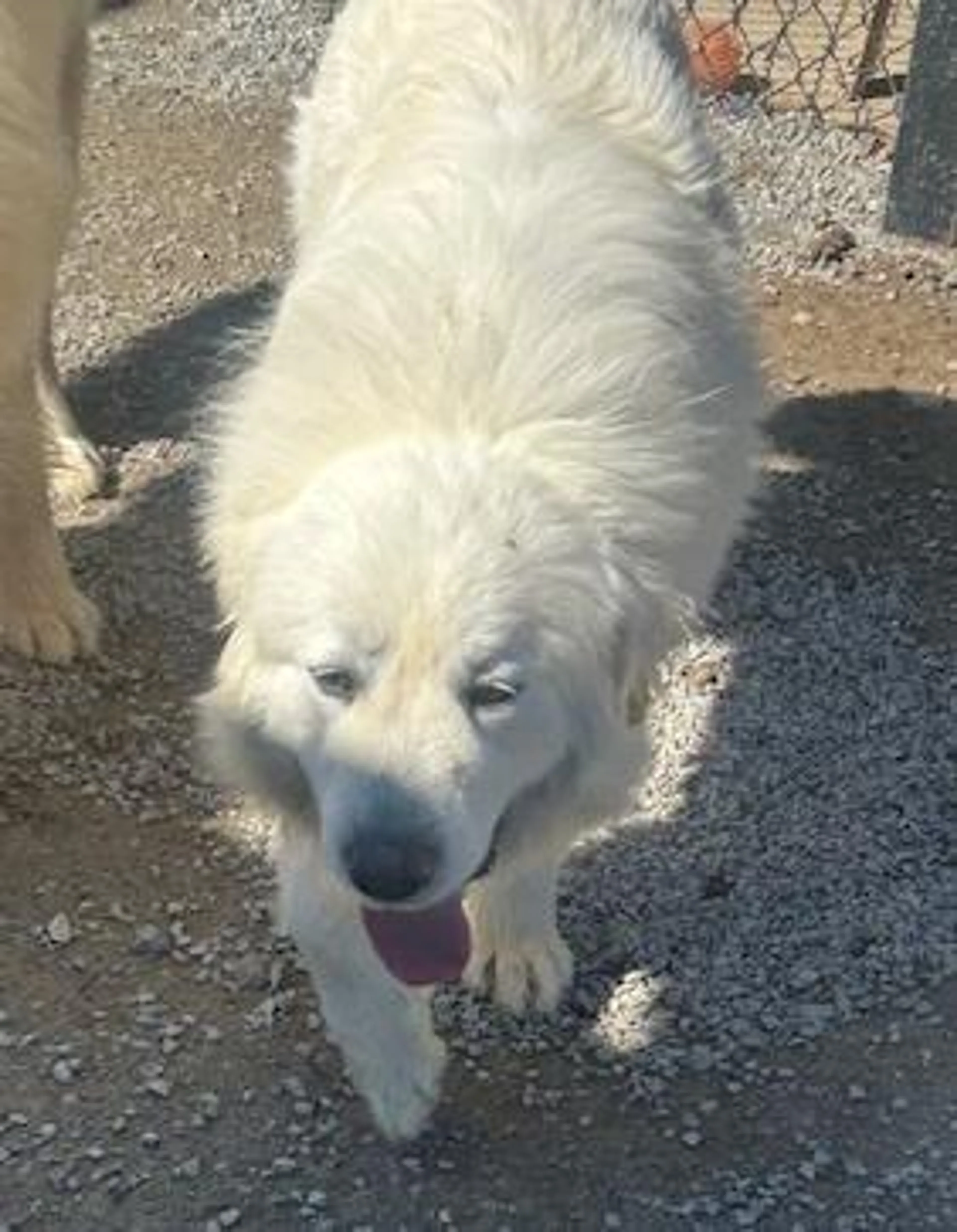 Found pet-1