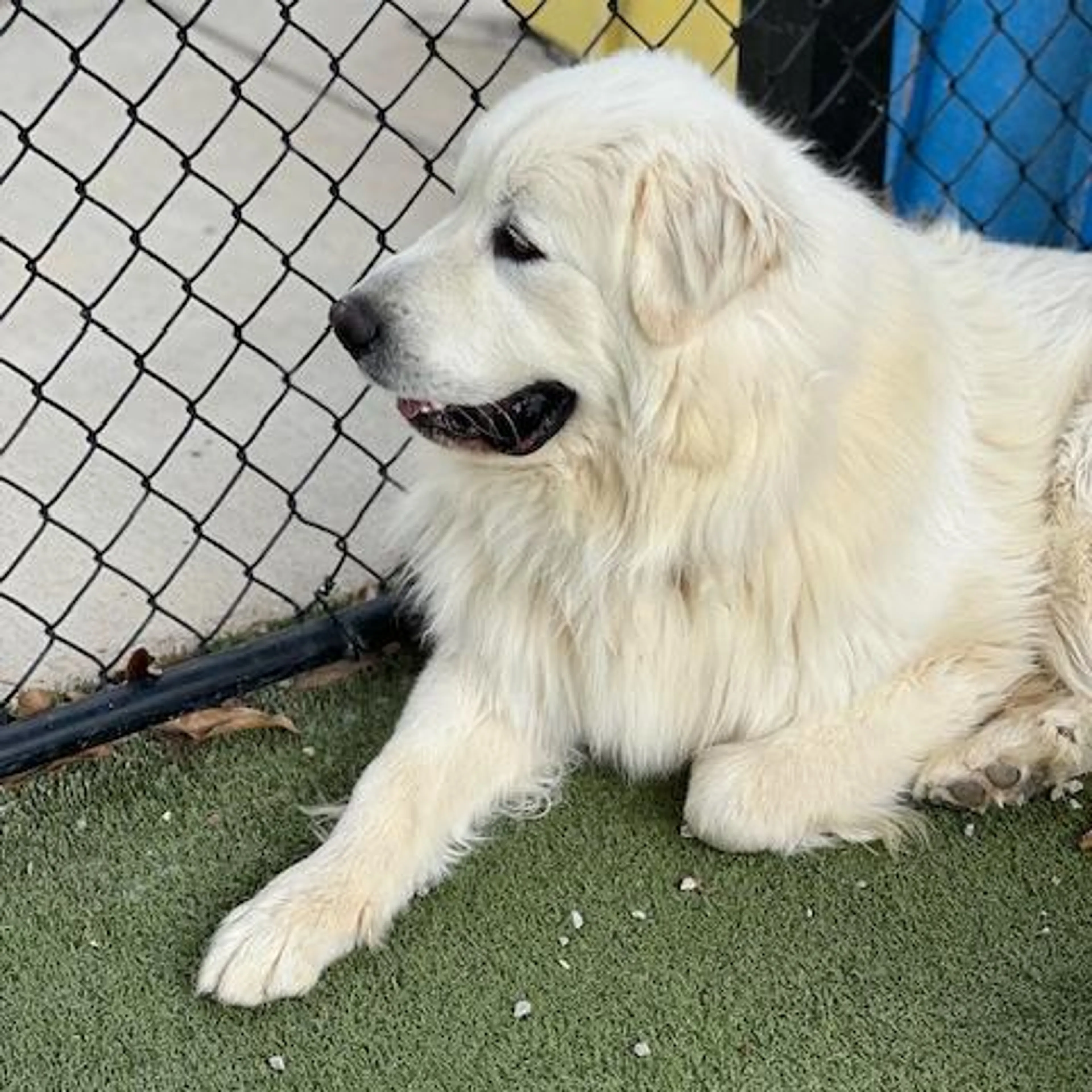 Found pet-2