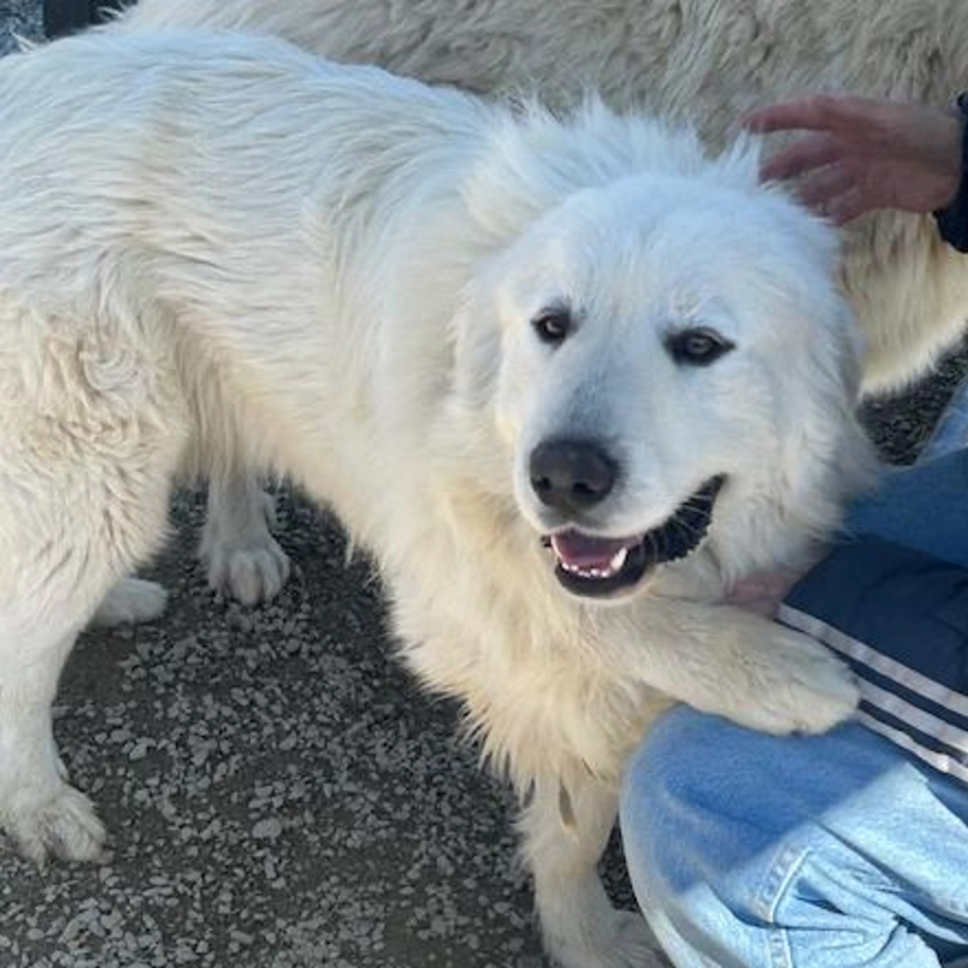 Found pet-3