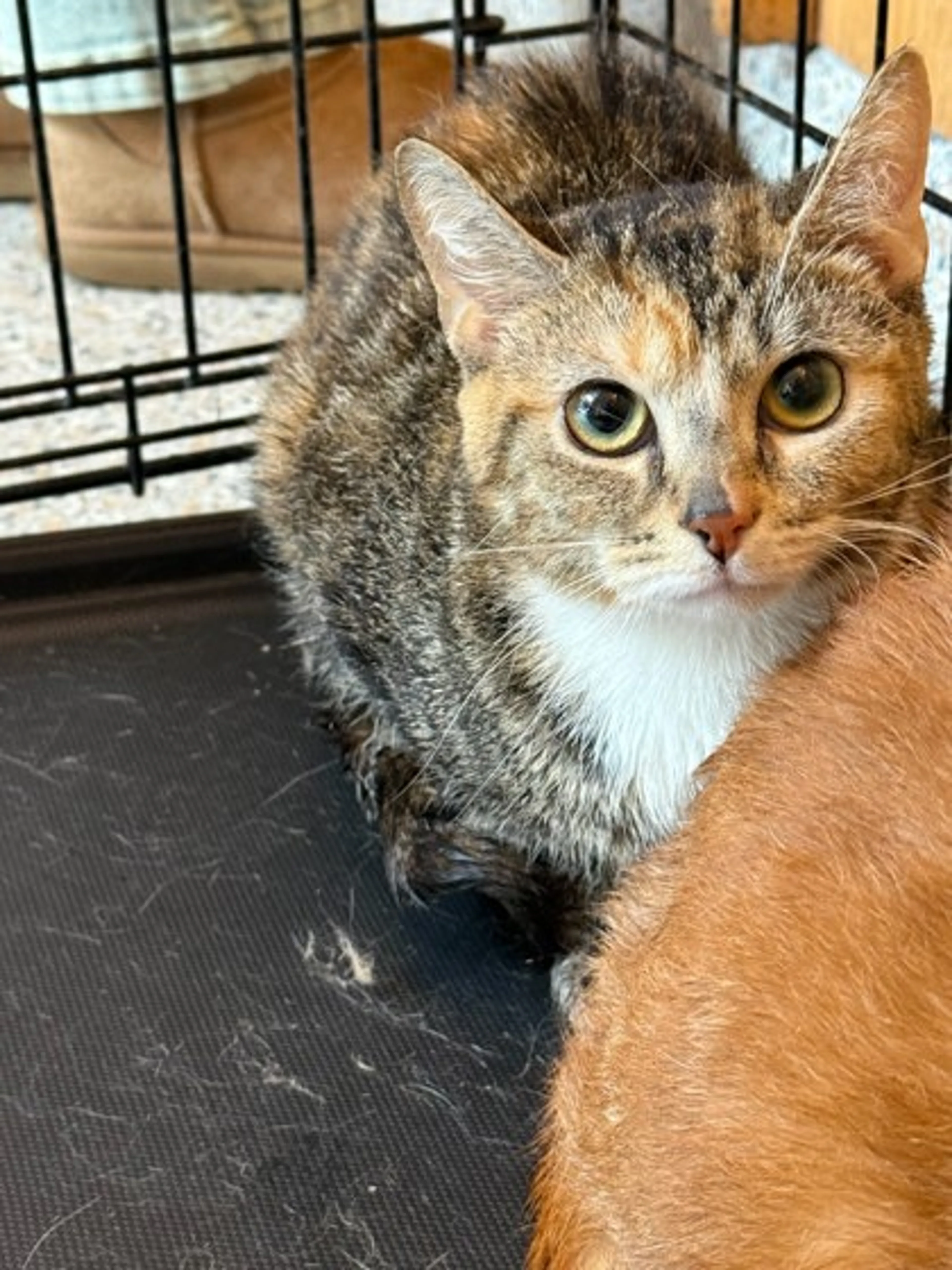 Found pet-1