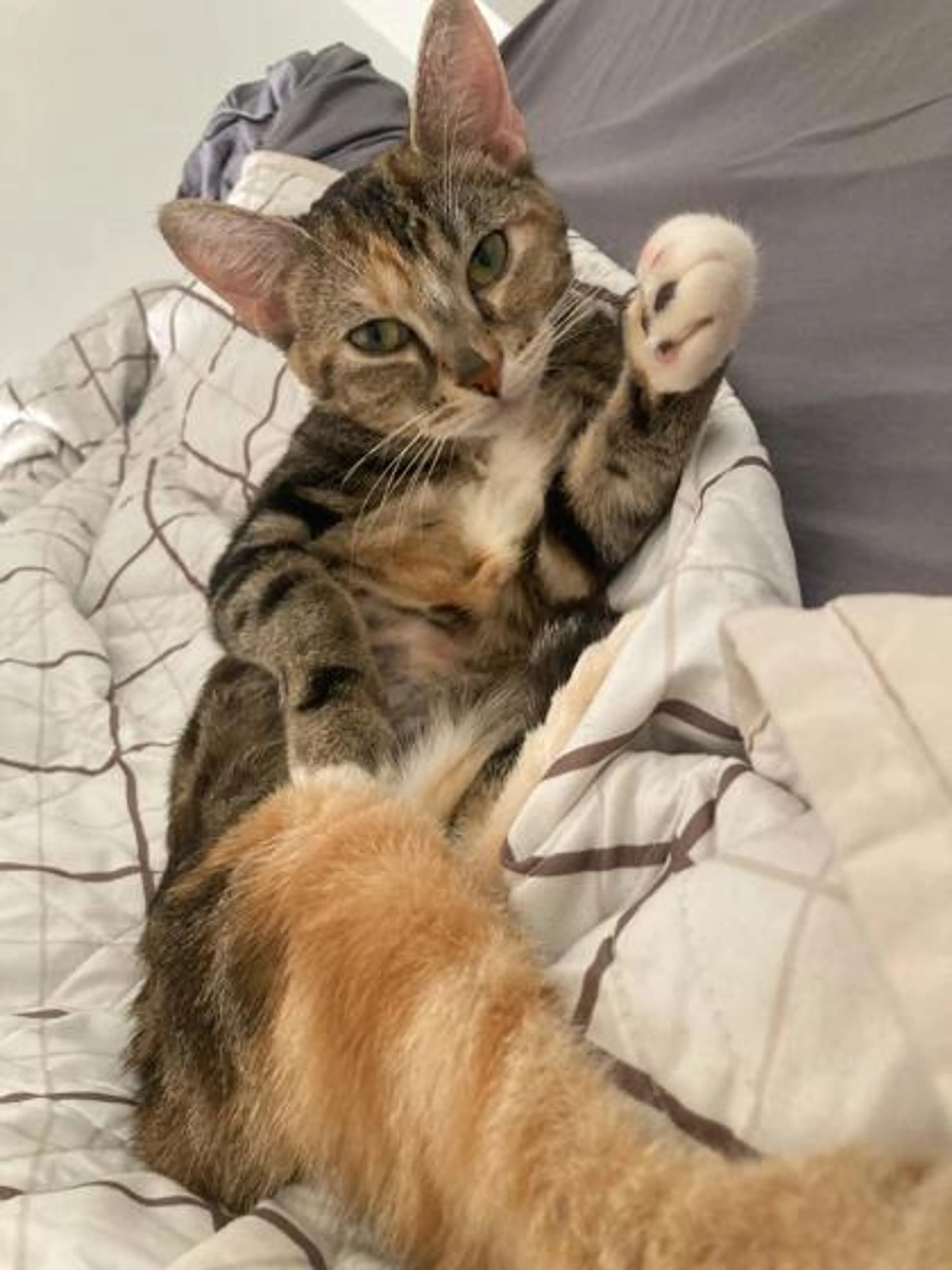 Found pet-0