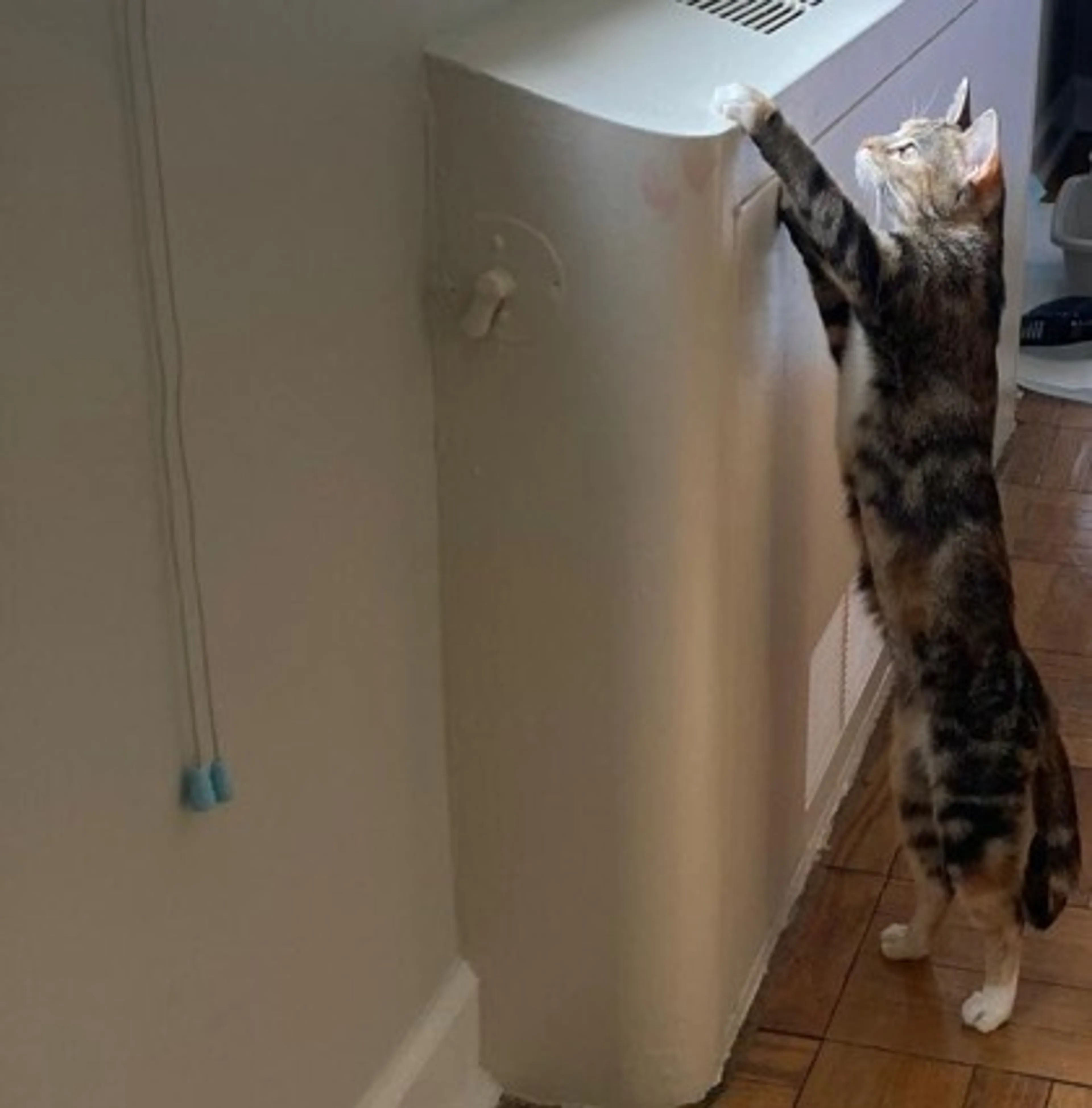 Found pet-2