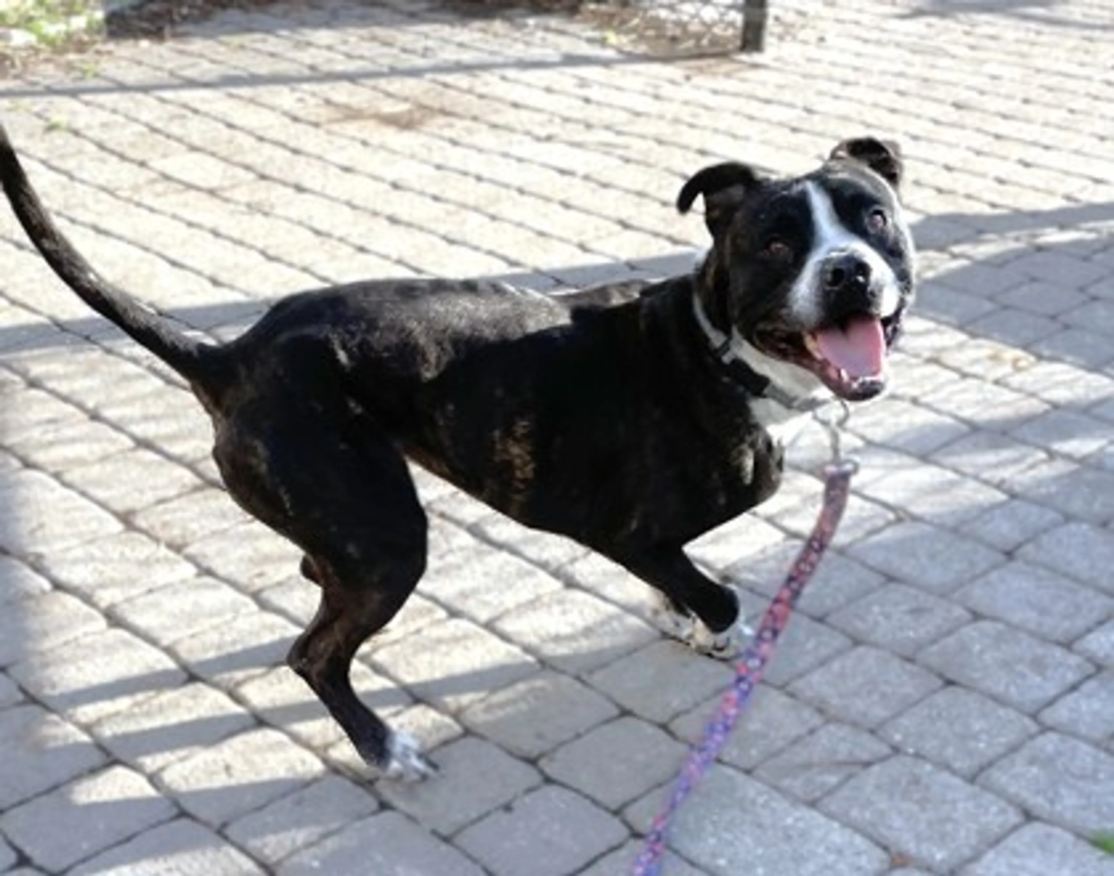 Found pet-2