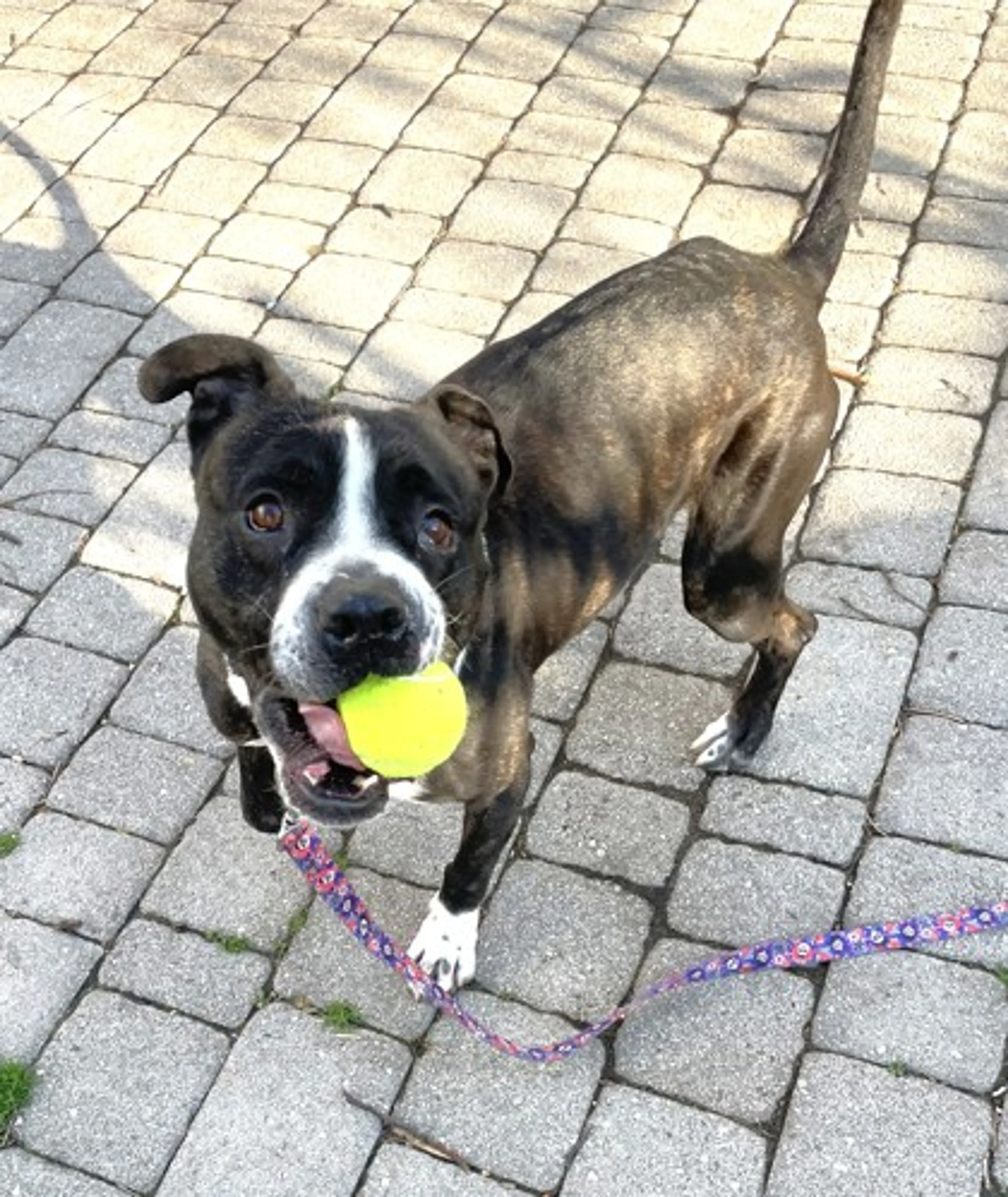 Found pet-1