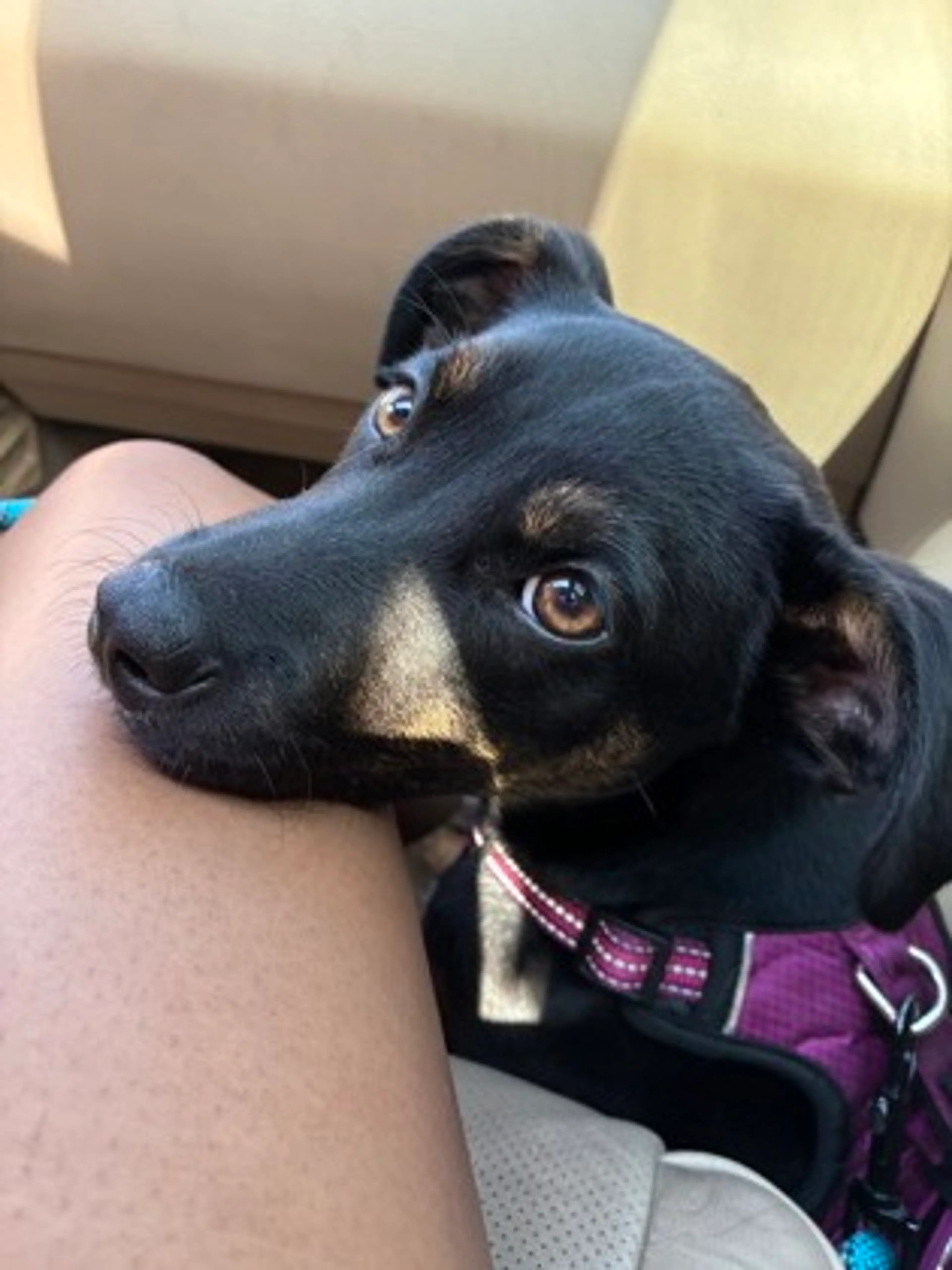 Found pet-2