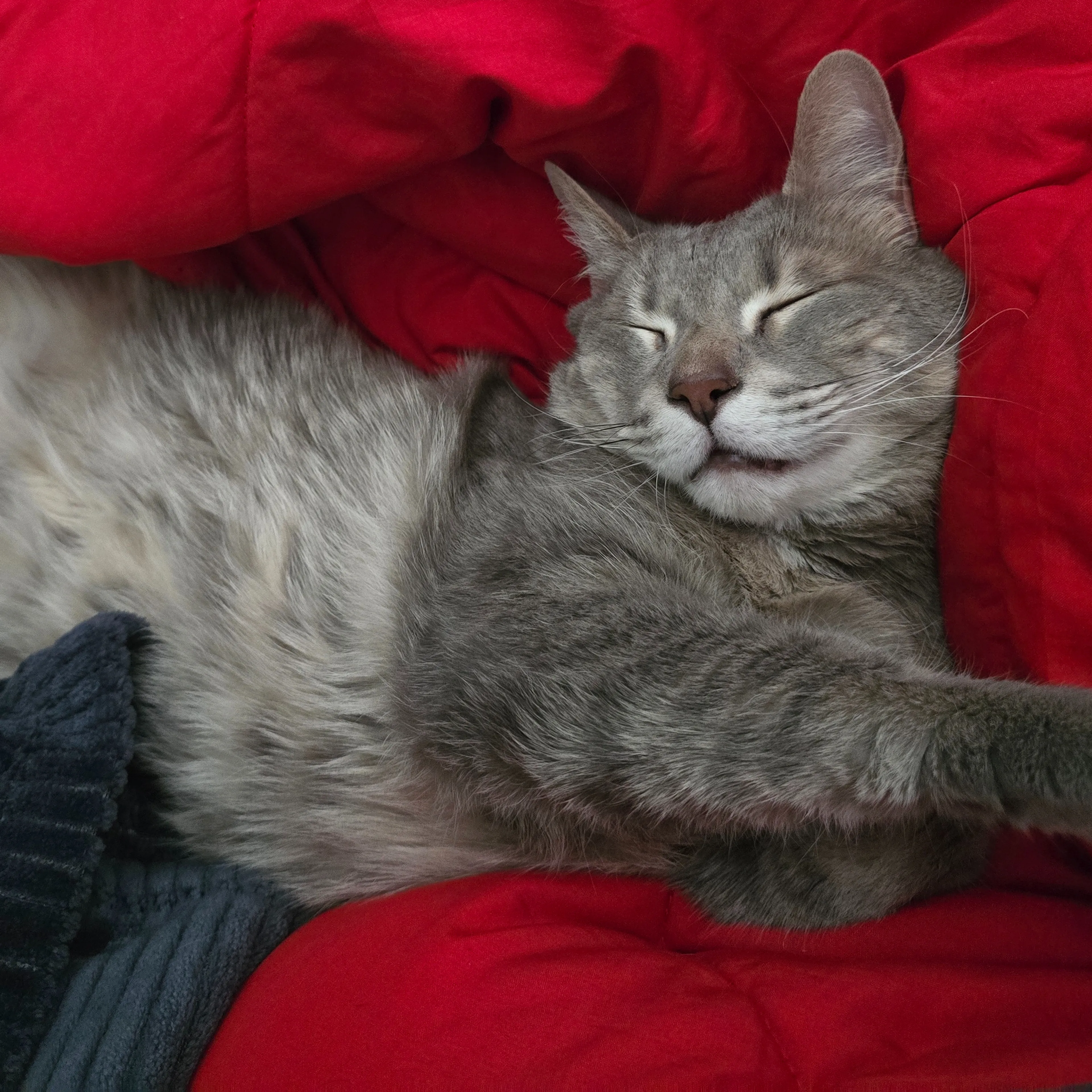 Lost pet-1