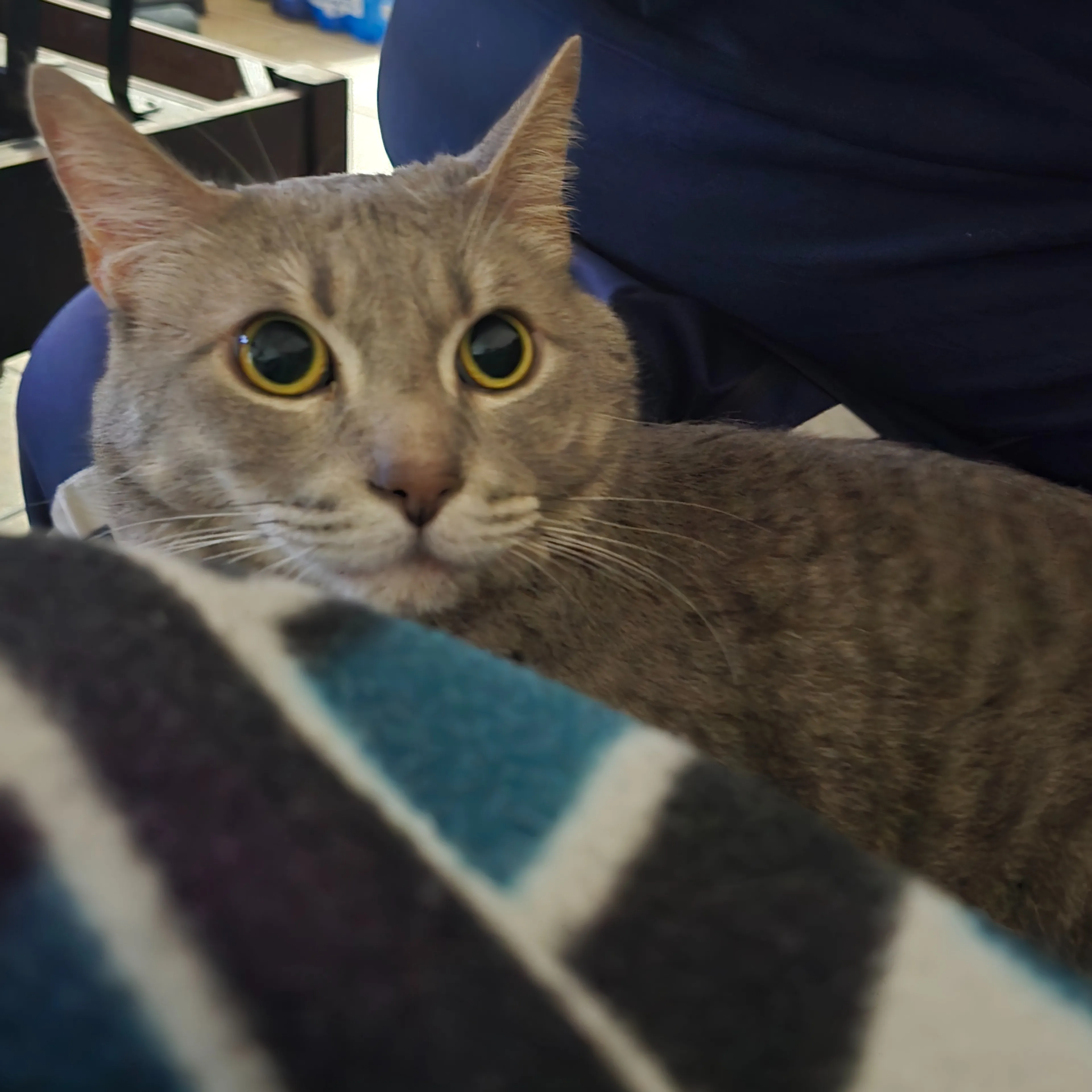 Lost pet-2