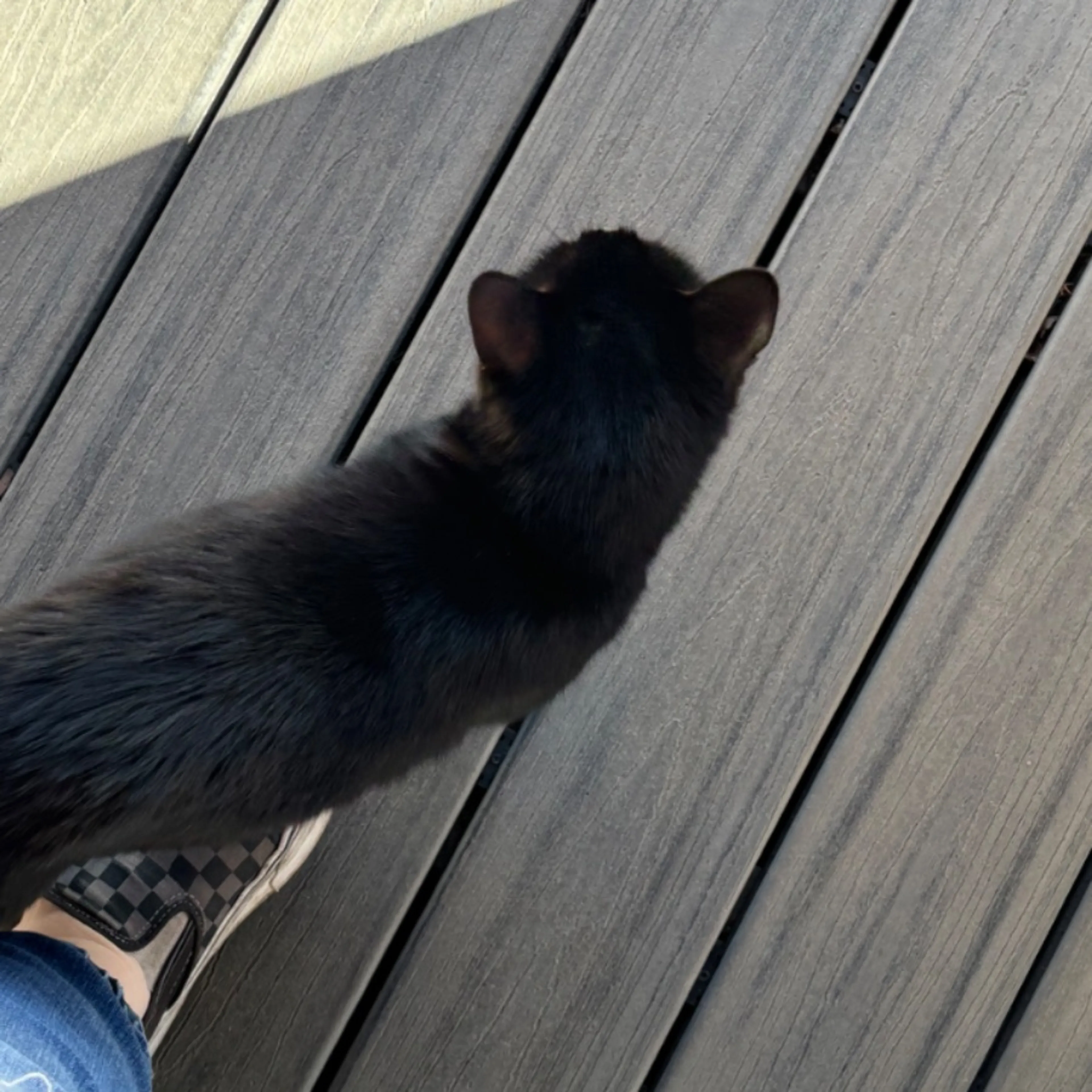 Found pet-0