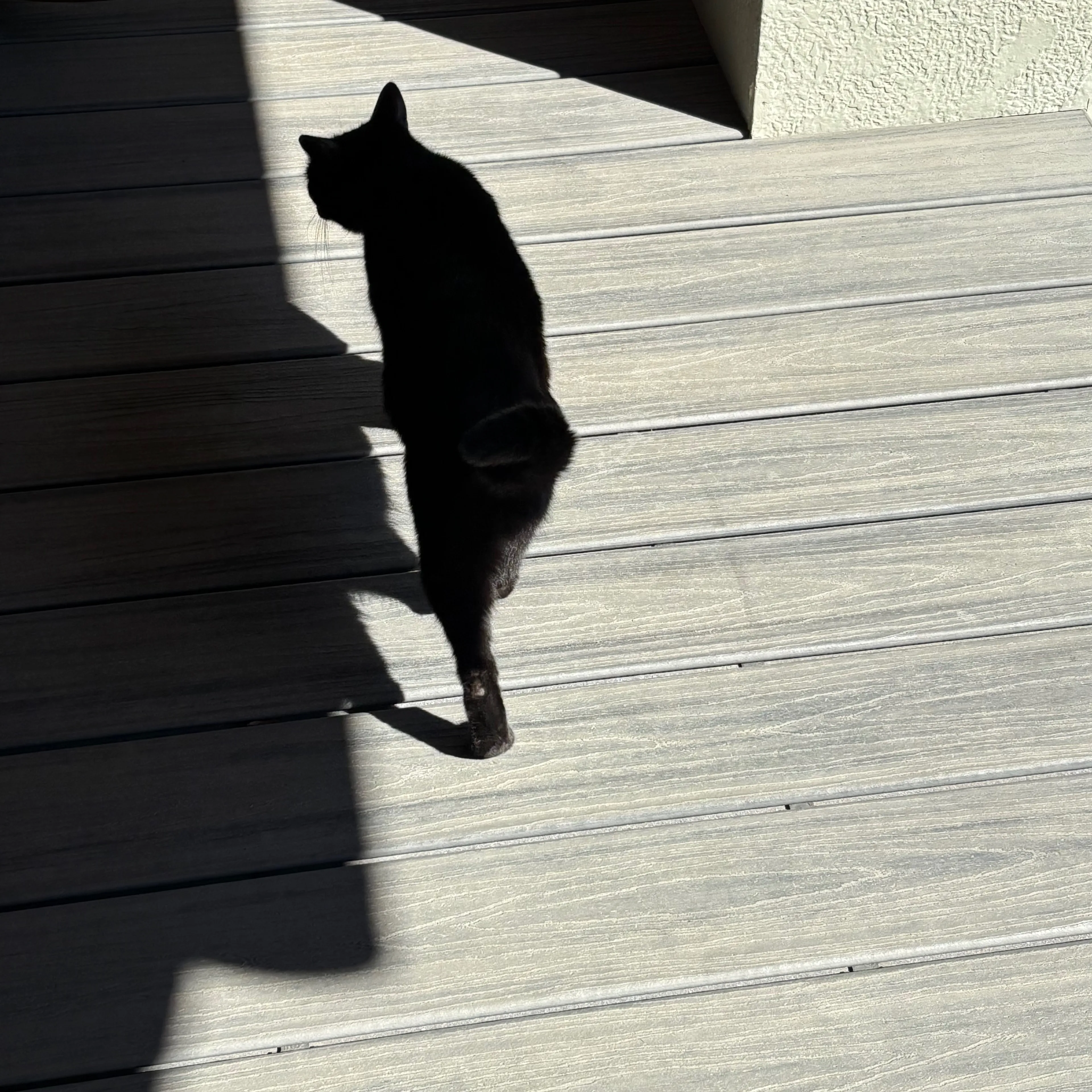 Found pet-1