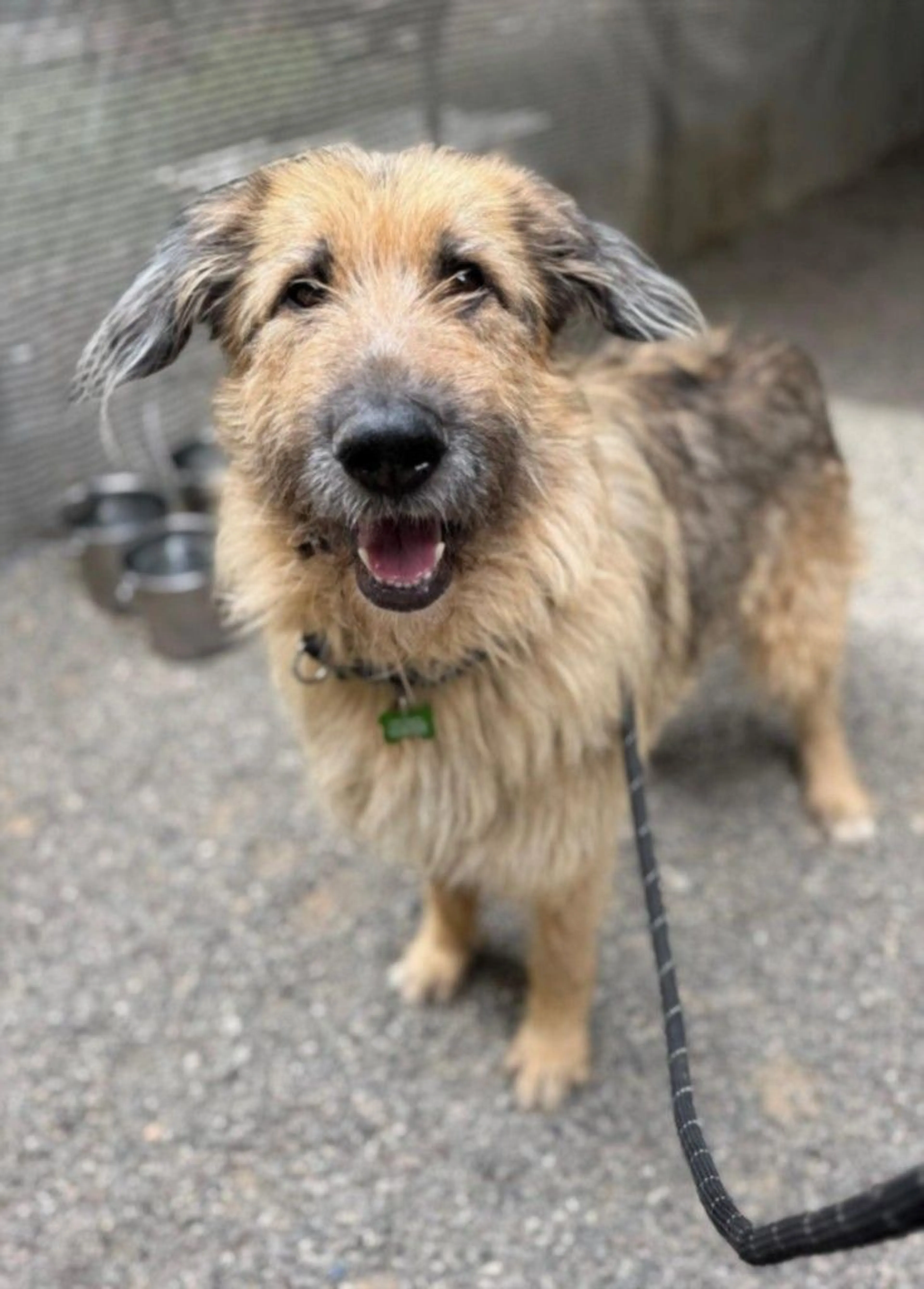 Found pet