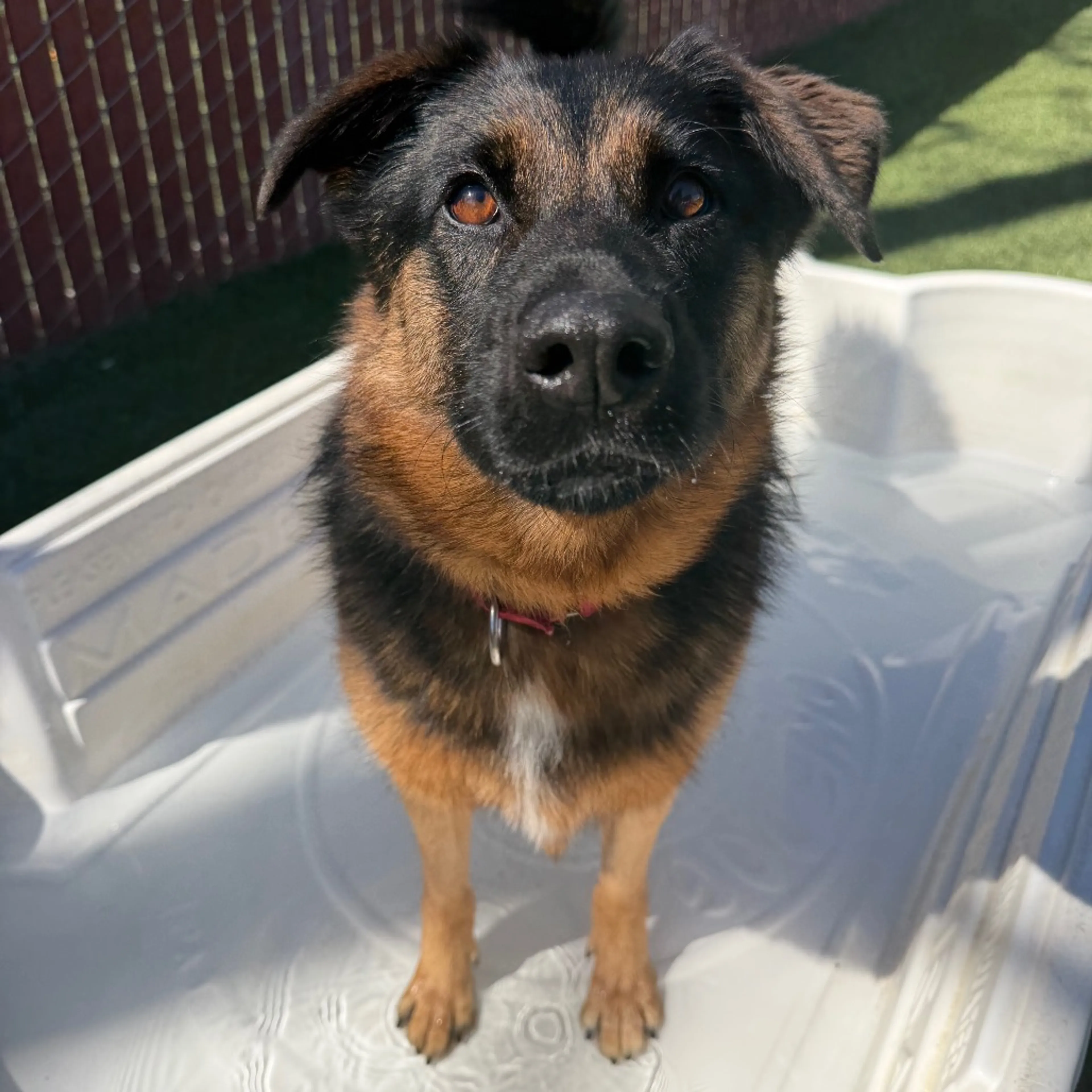 Found pet-4