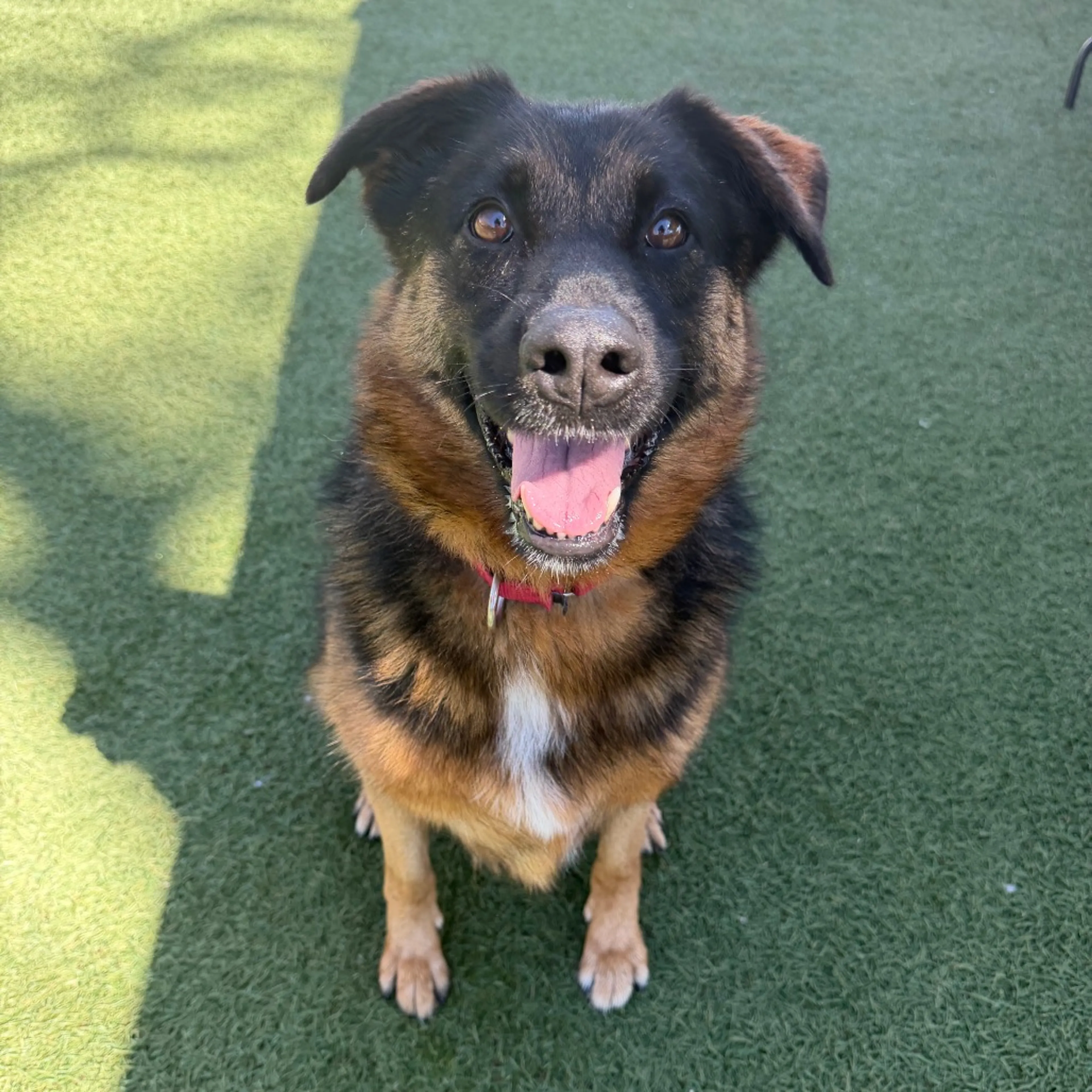 Found pet-5