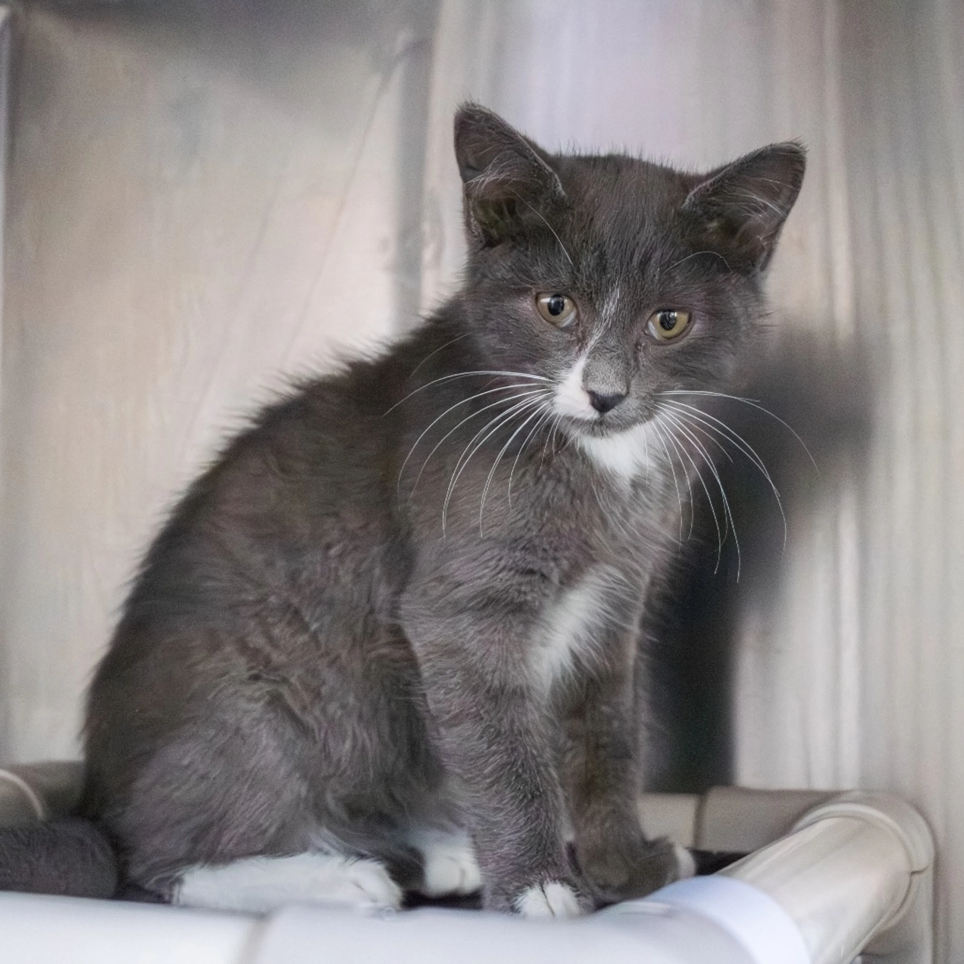 Found pet-4