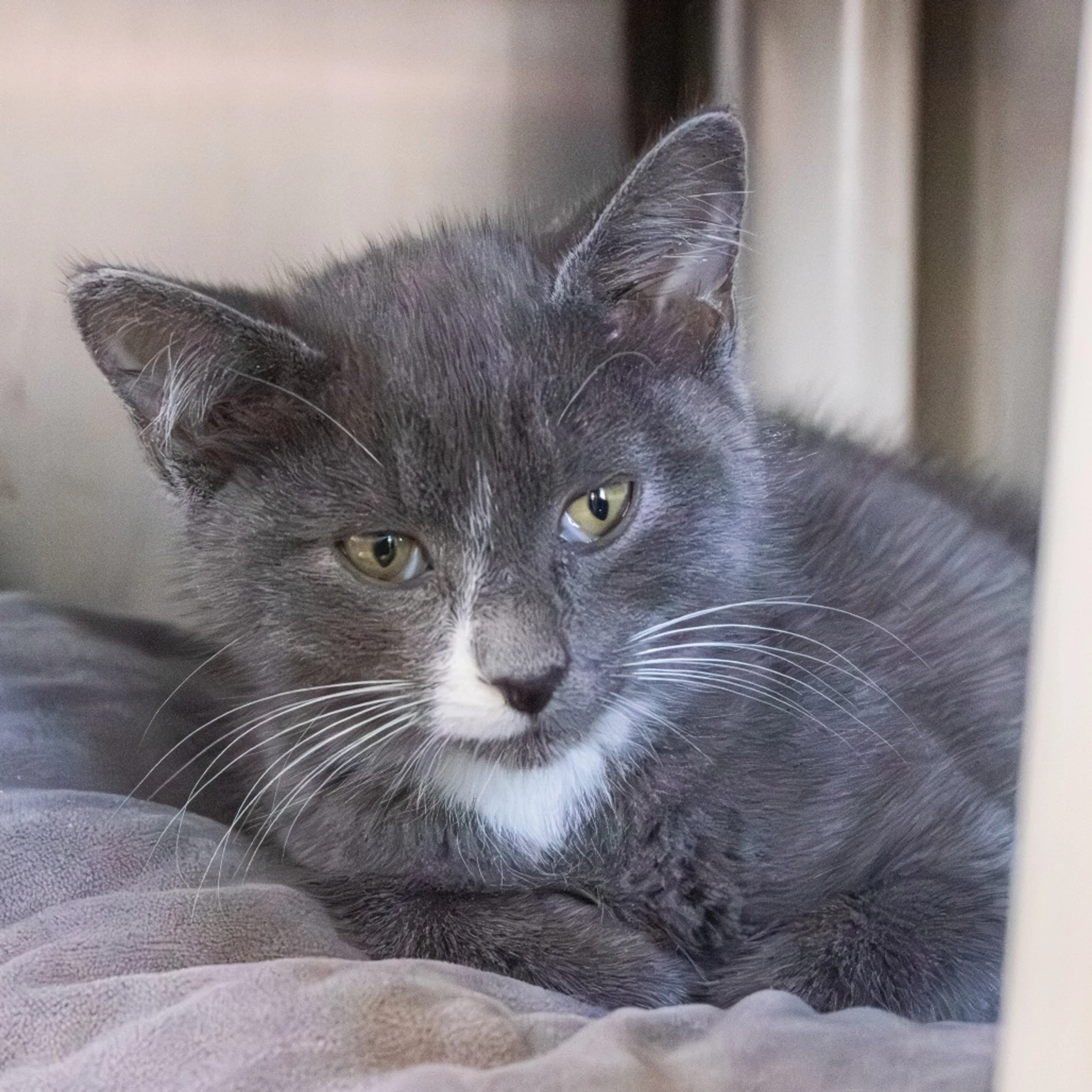 Found pet-5